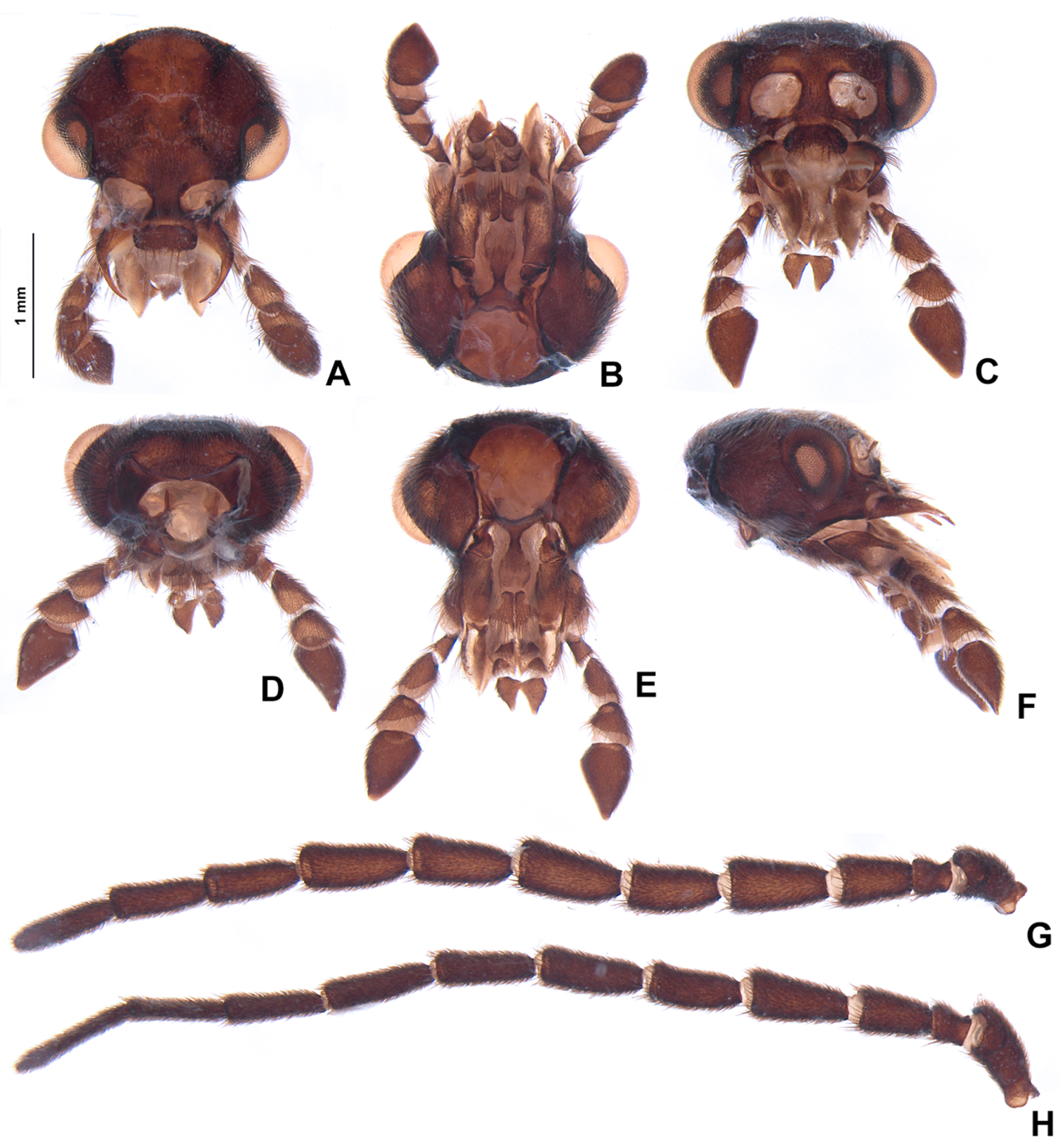 Insects 13 00697 g013