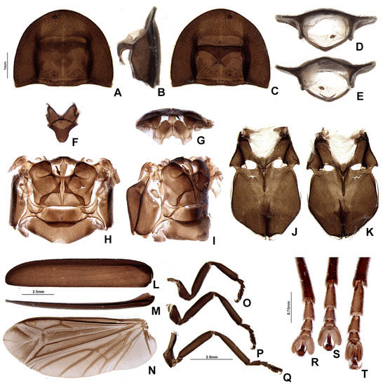 Insects 13 00697 g014 550