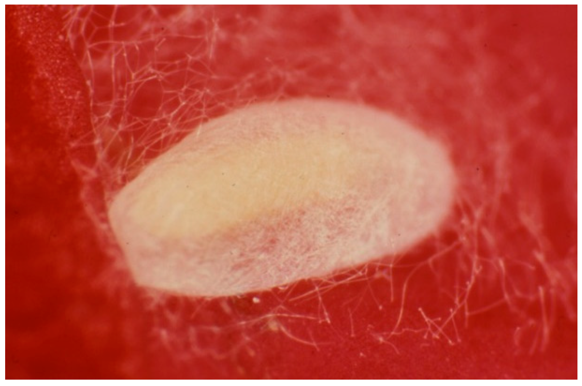 Insects 13 00702 g004