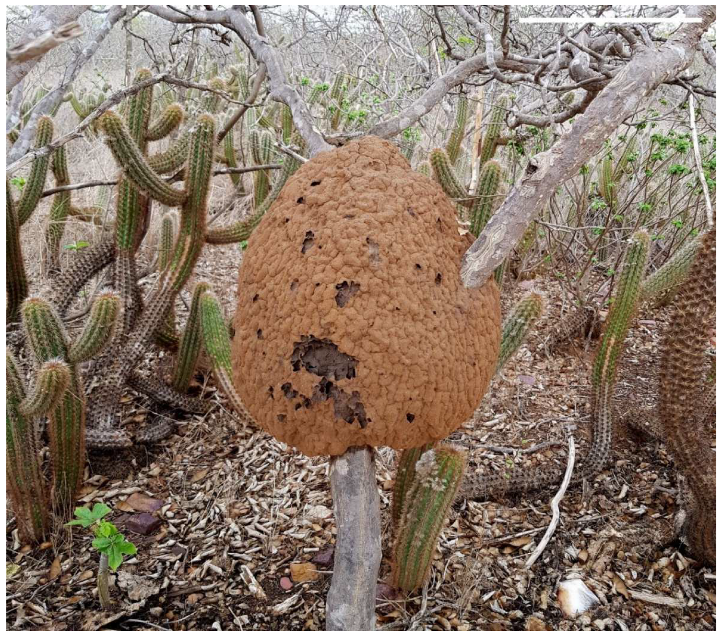 Insects 13 00704 g001 Insects 13 00704 g001