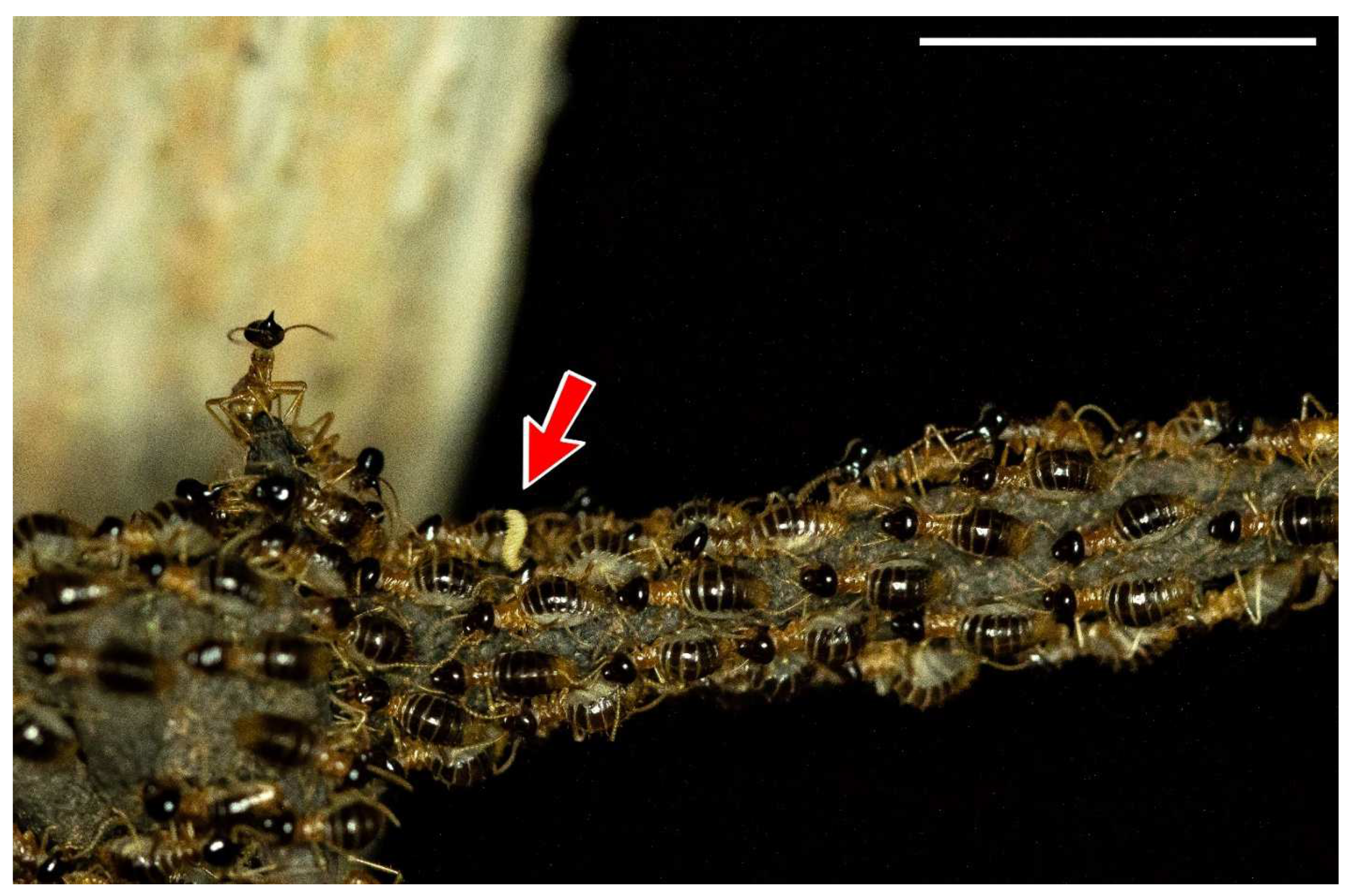 Insects 13 00704 g006 Insects 13 00704 g006