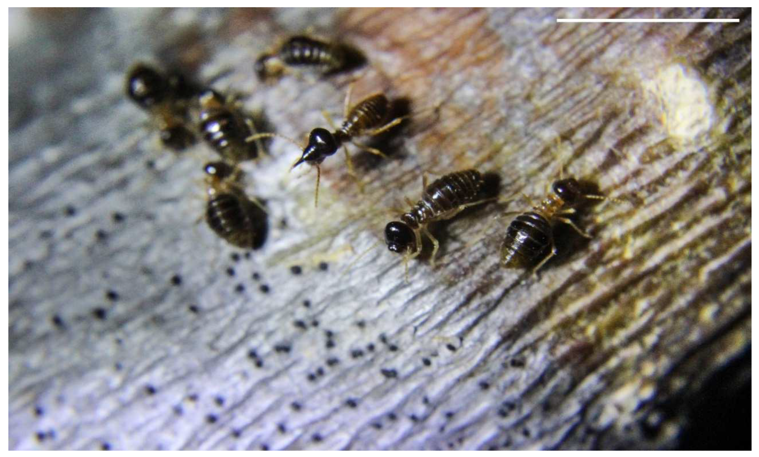 Insects 13 00704 g007 Insects 13 00704 g007