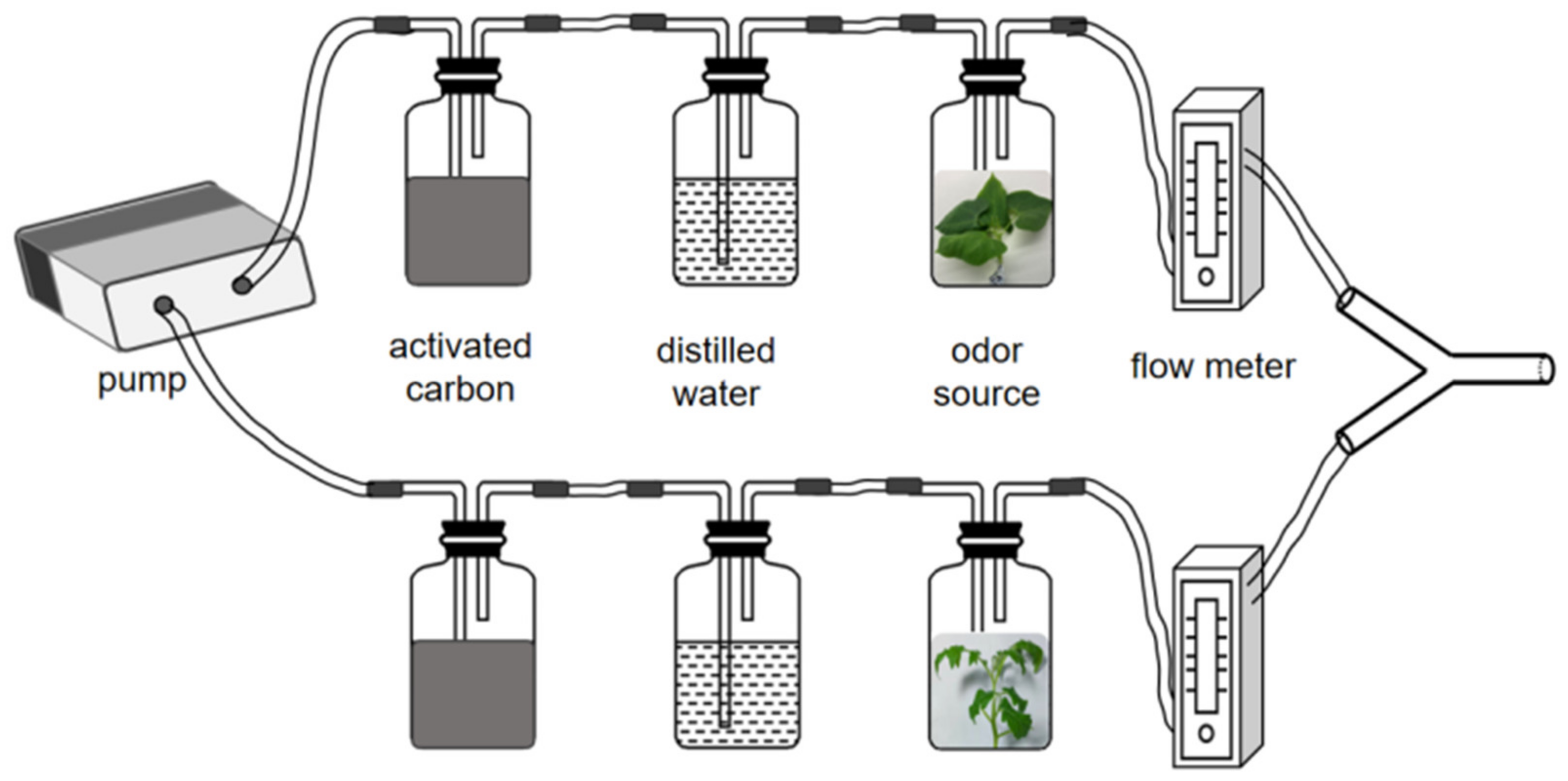 Insects 13 00705 g001