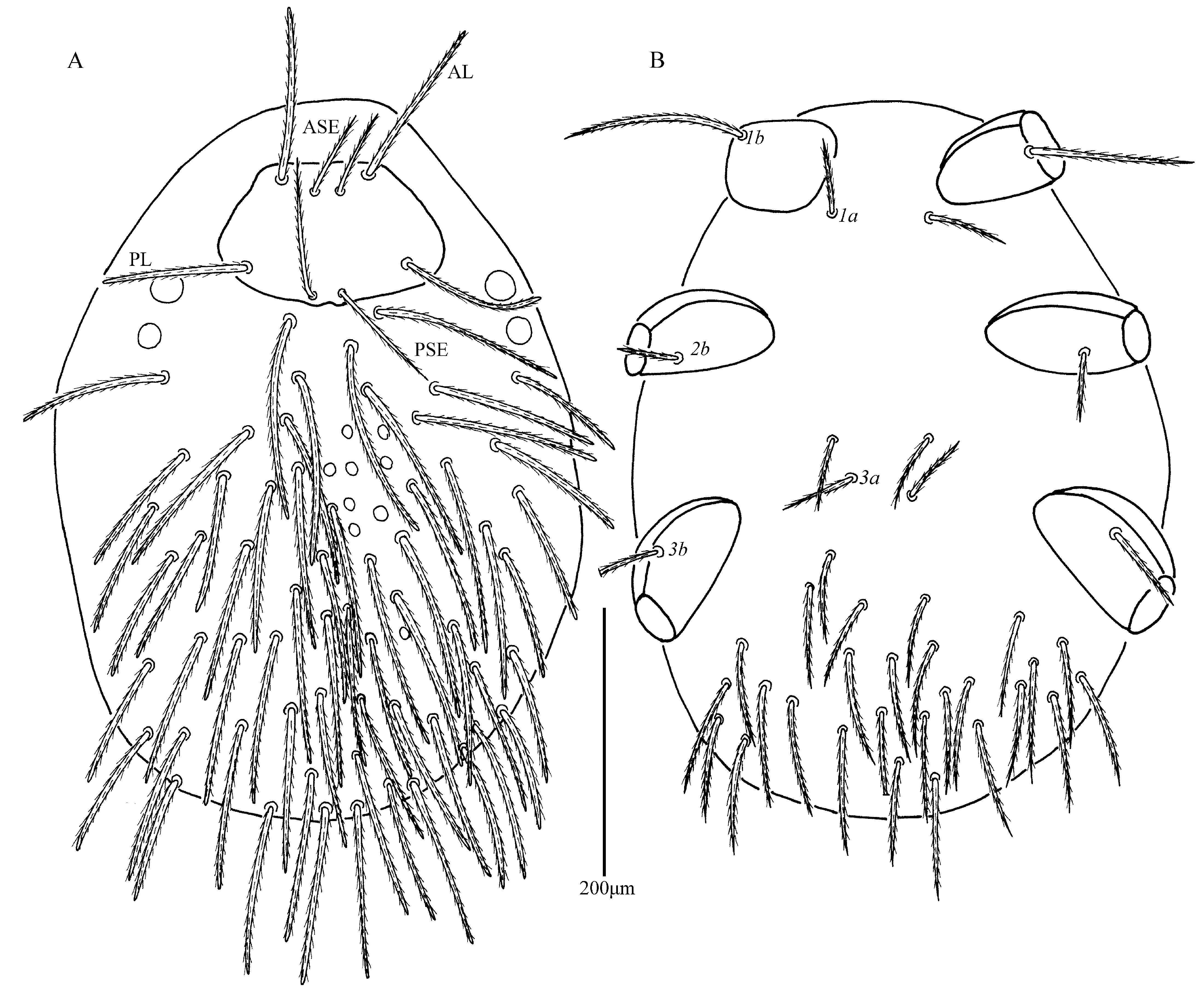 Insects 13 00706 g001