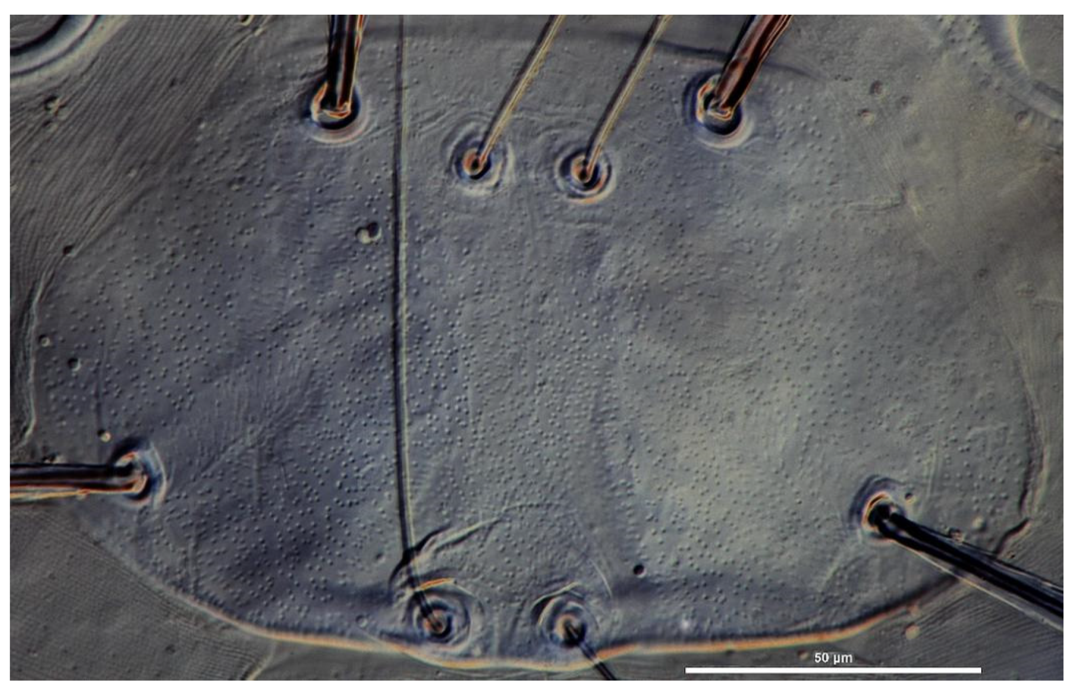 Insects 13 00706 g003