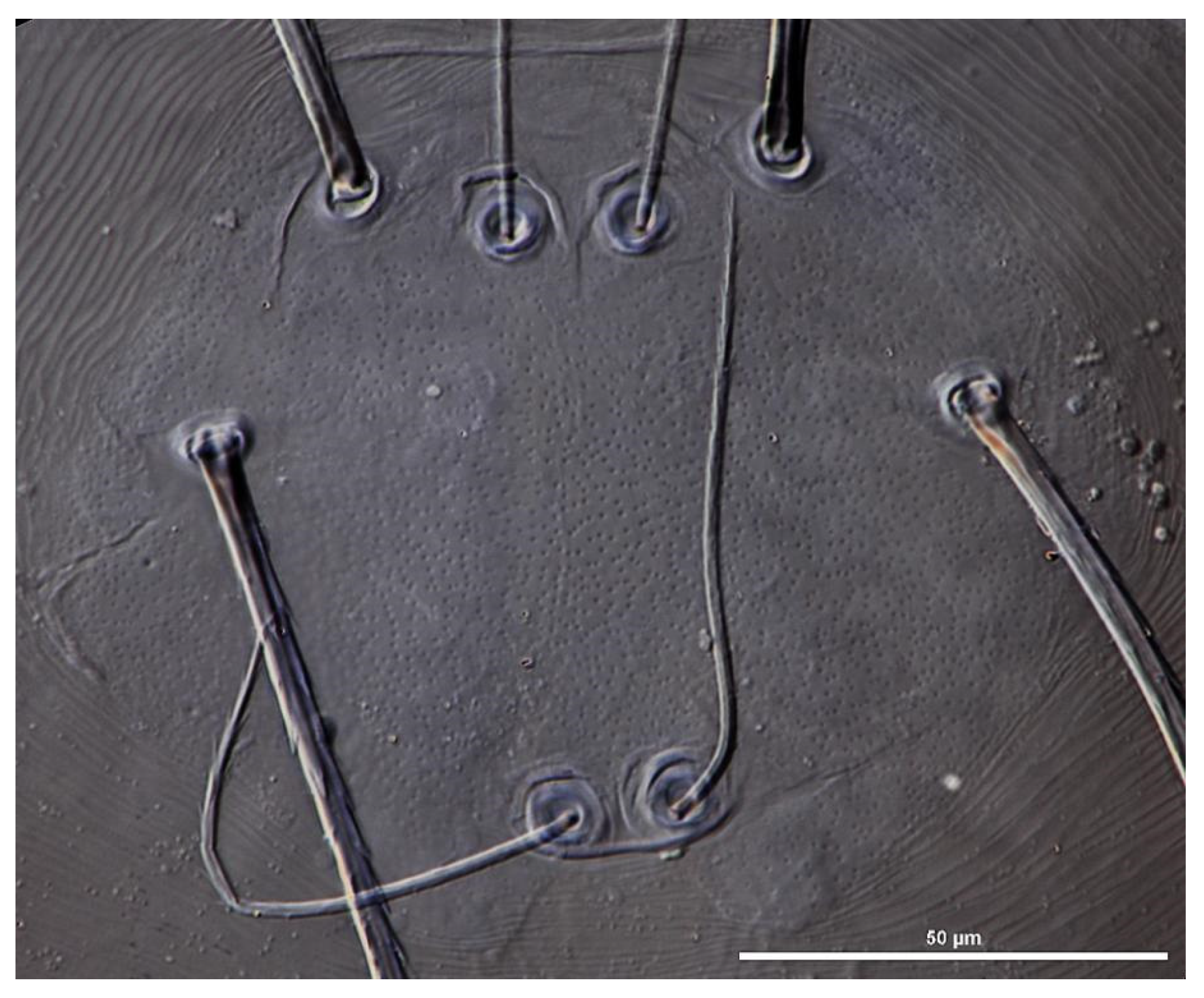 Insects 13 00706 g007