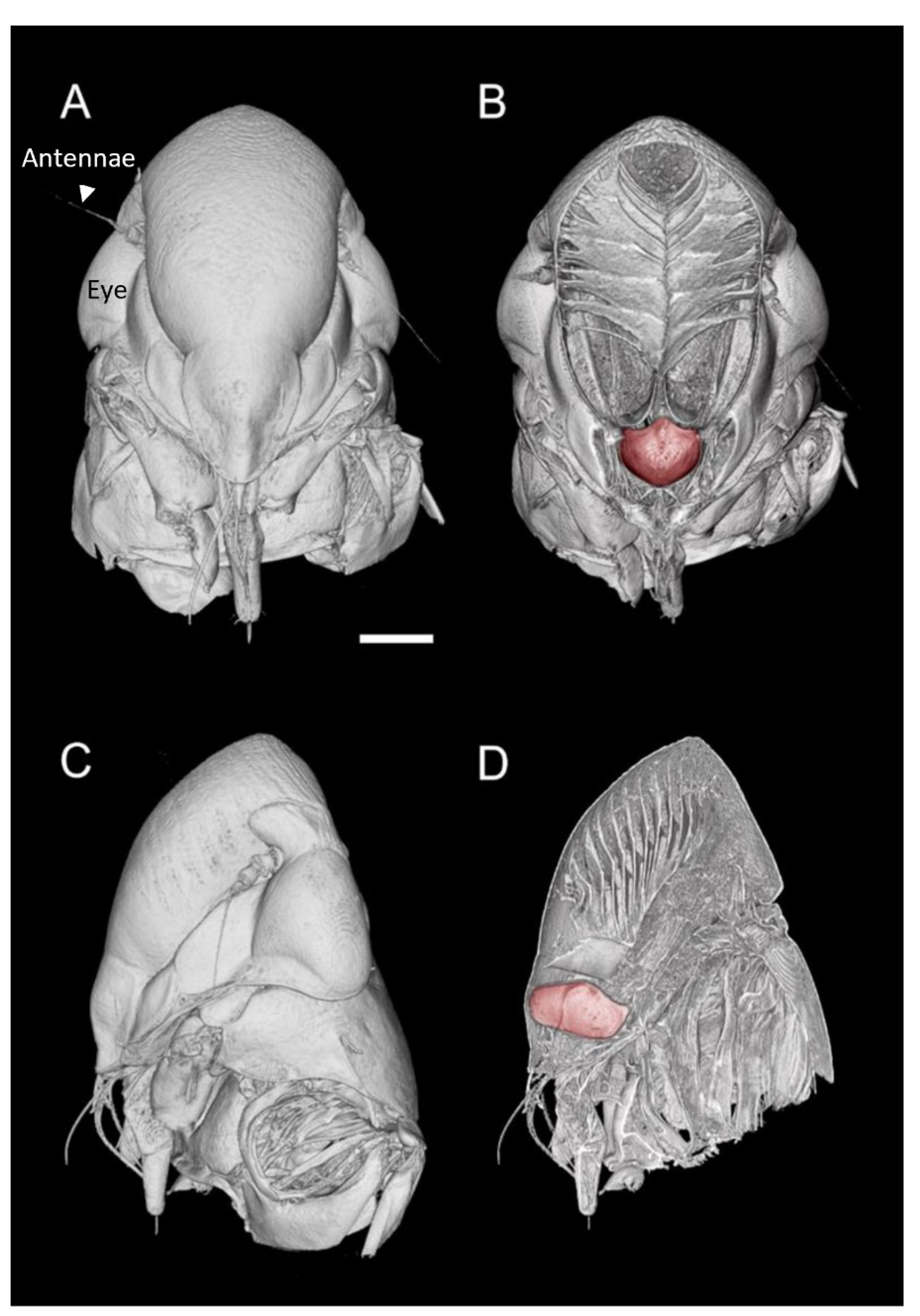 Insects 13 00710 g001