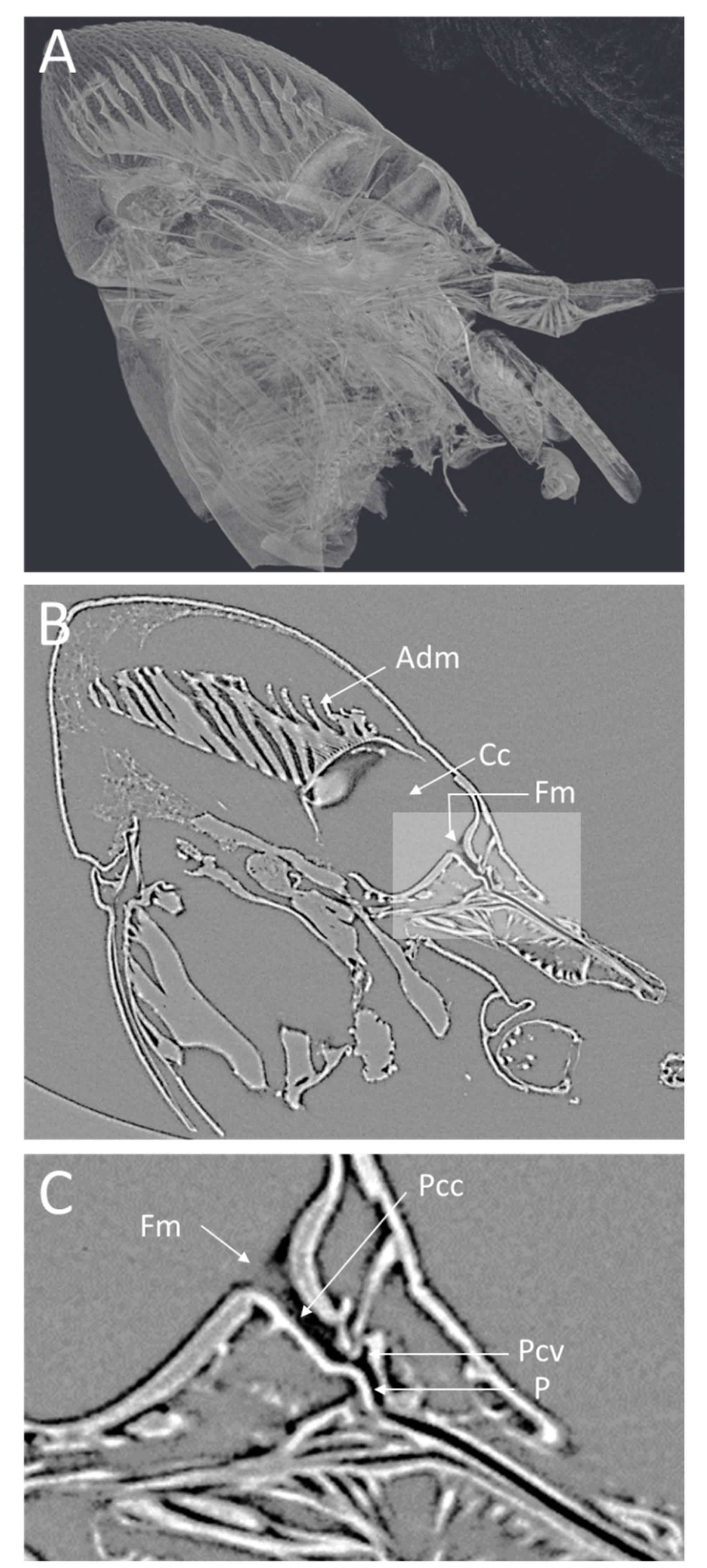 Insects 13 00710 g003