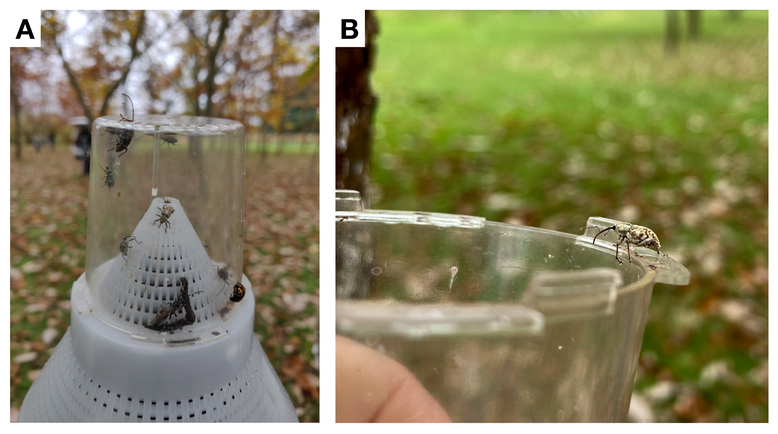 Insects 13 00713 g006