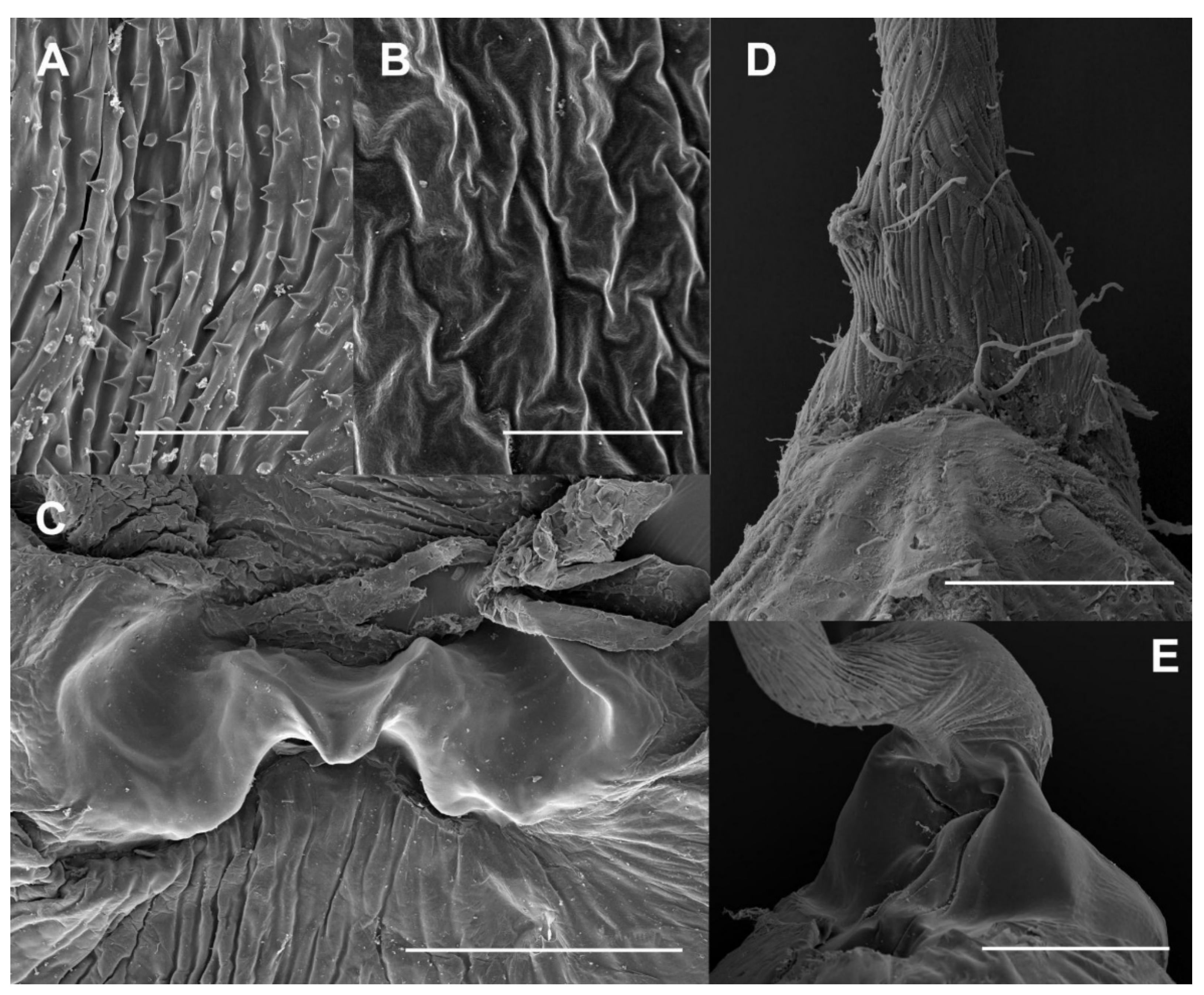 Insects 13 00714 g002