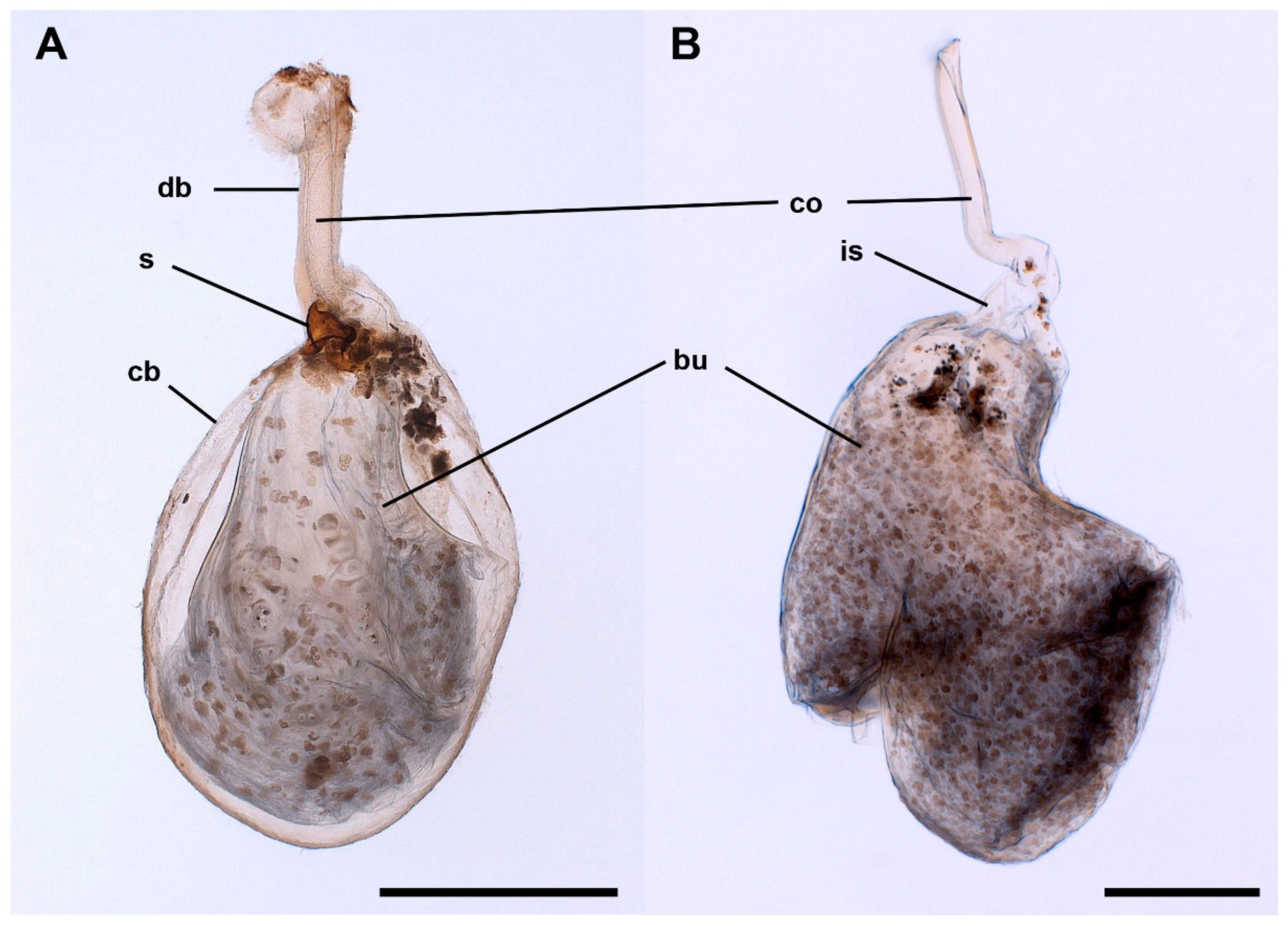 Insects 13 00714 g003