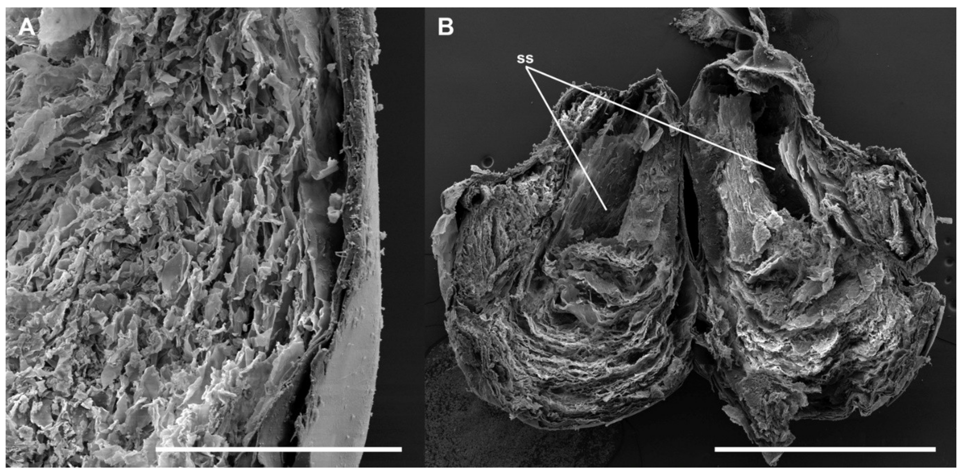 Insects 13 00714 g004