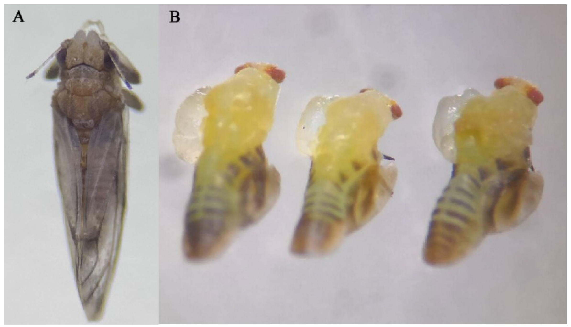 Insects 13 00728 g005