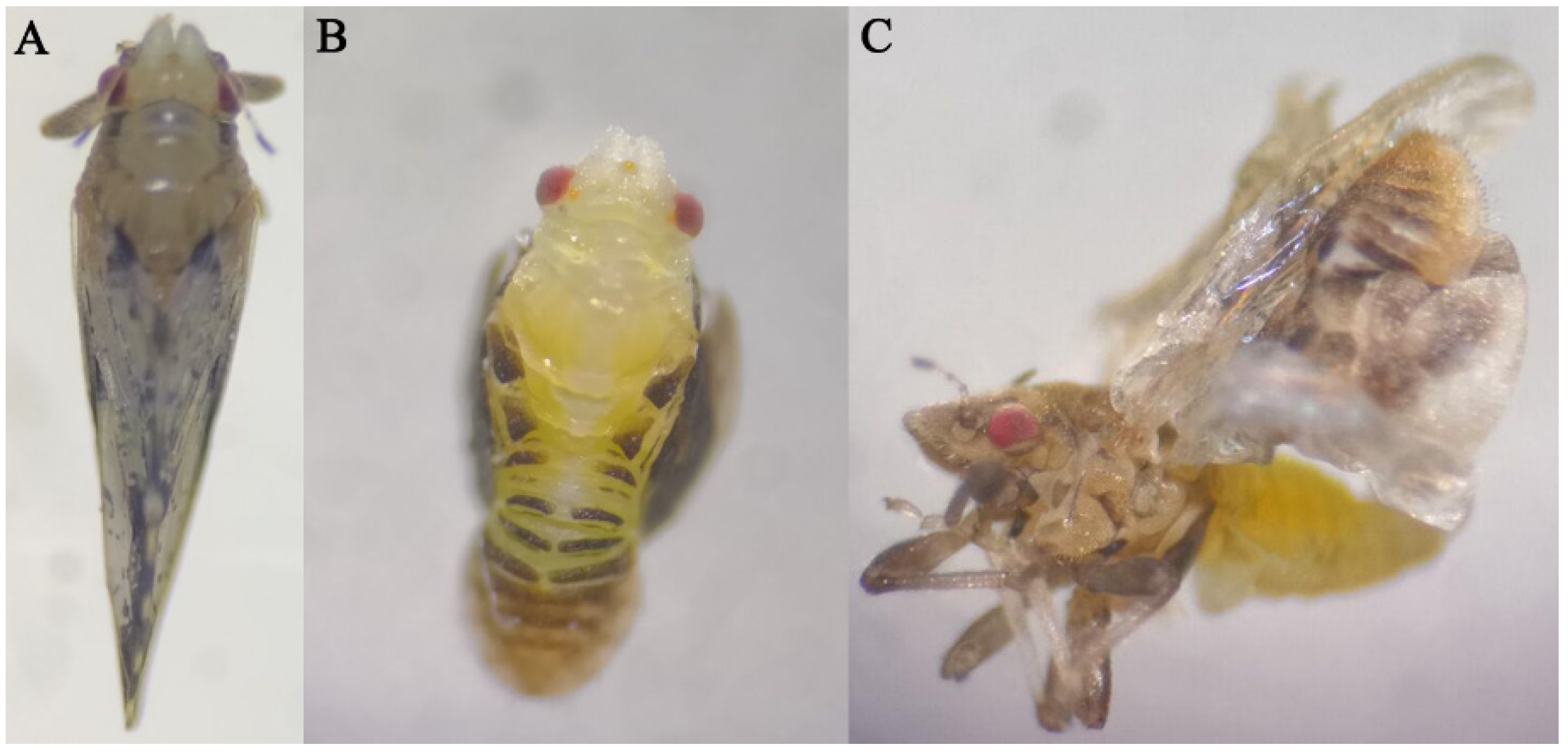 Insects 13 00728 g007