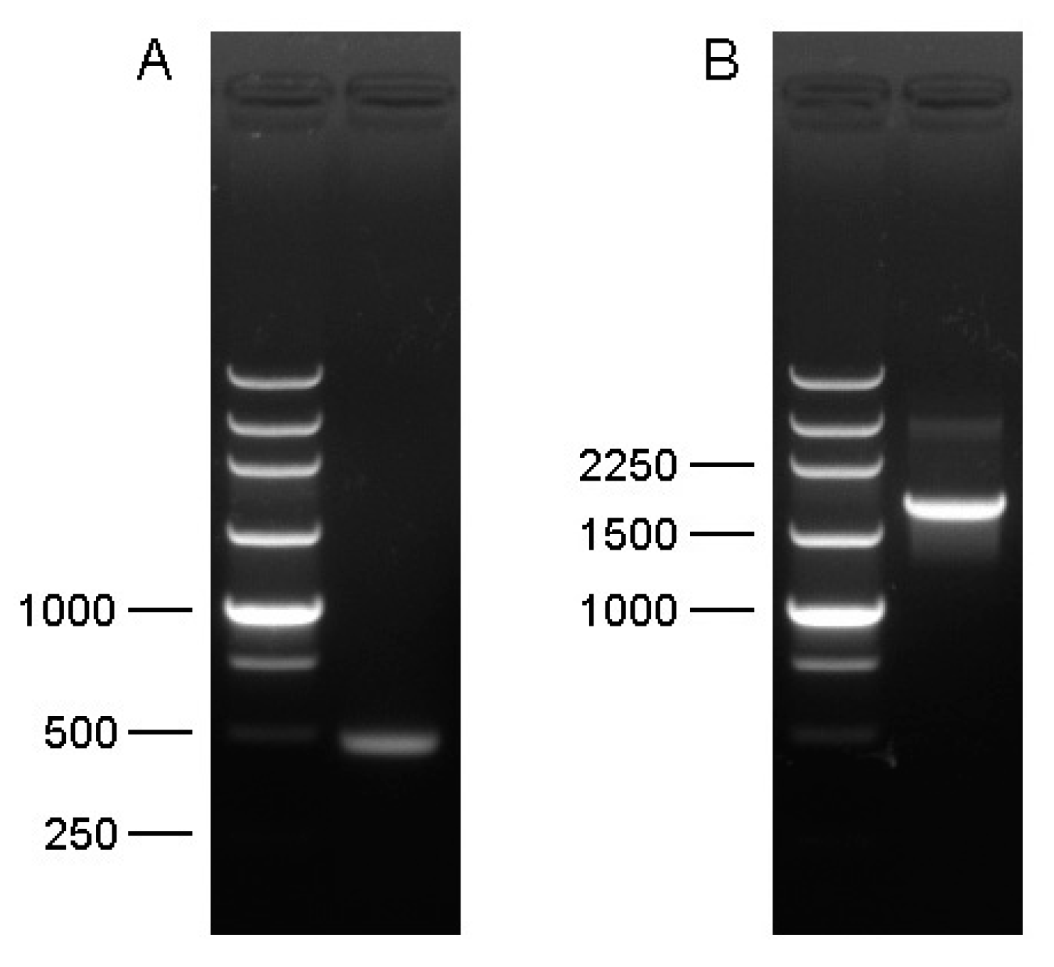 Insects 13 00731 g001