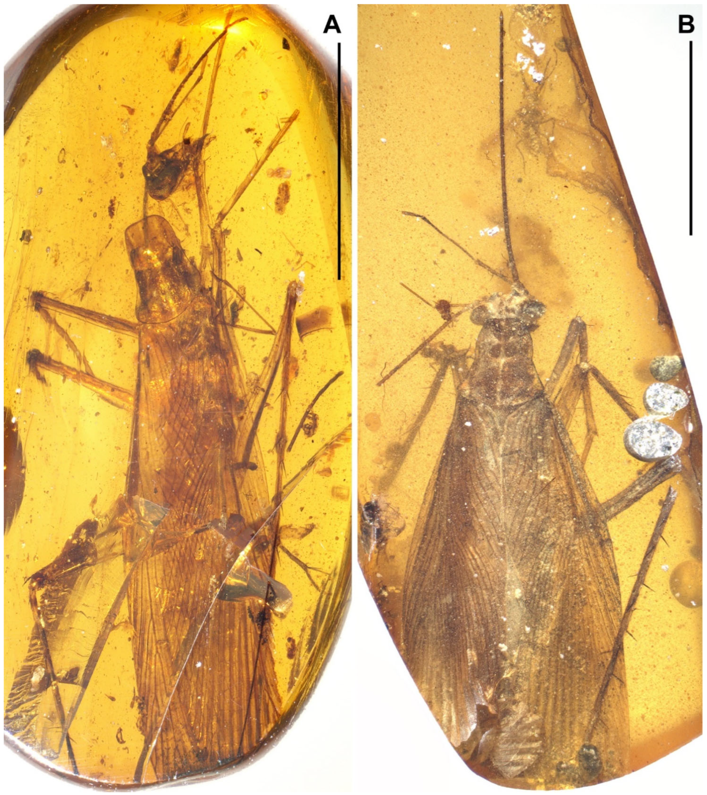 Insects 13 00732 g010