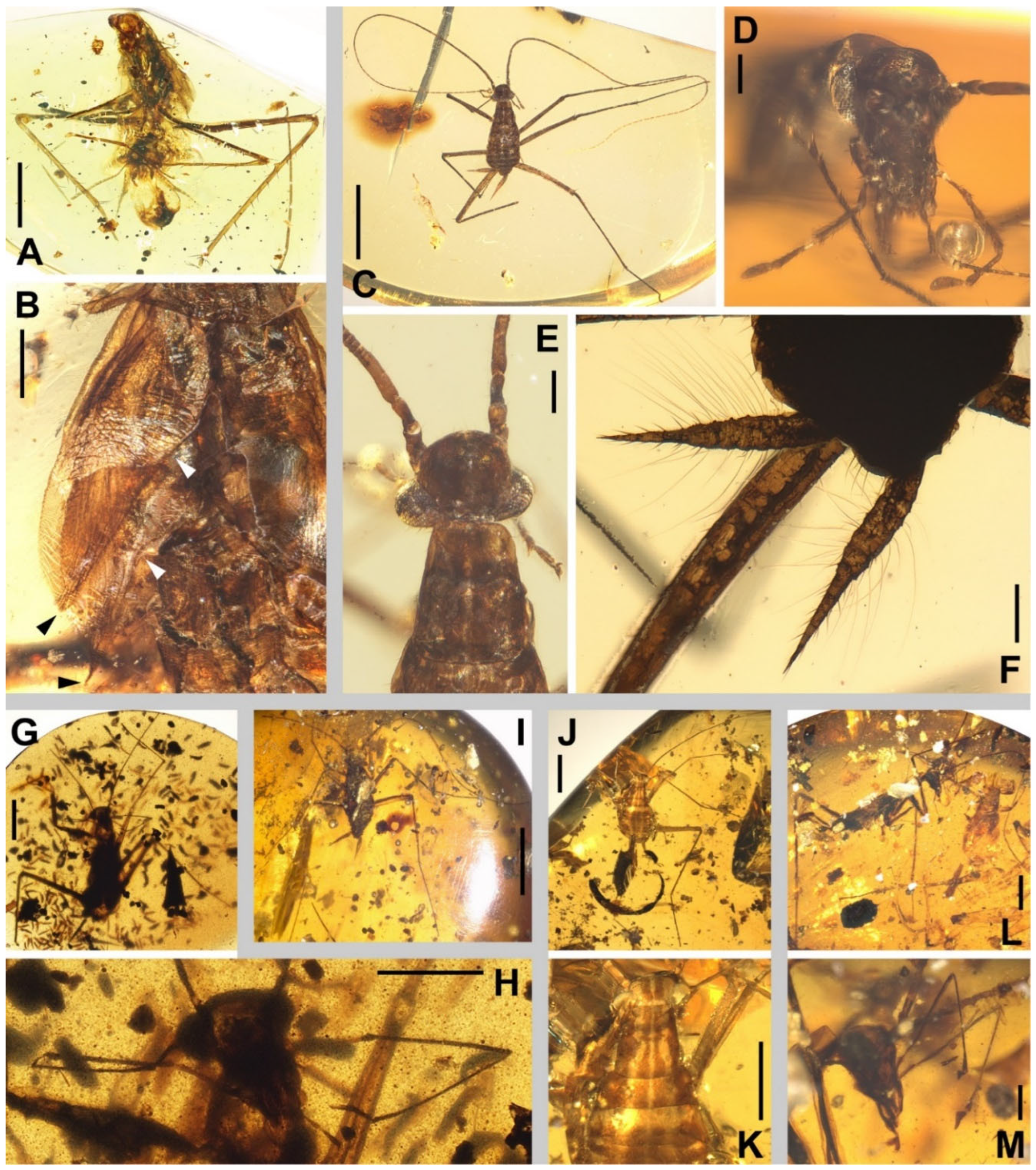 Insects 13 00732 g012