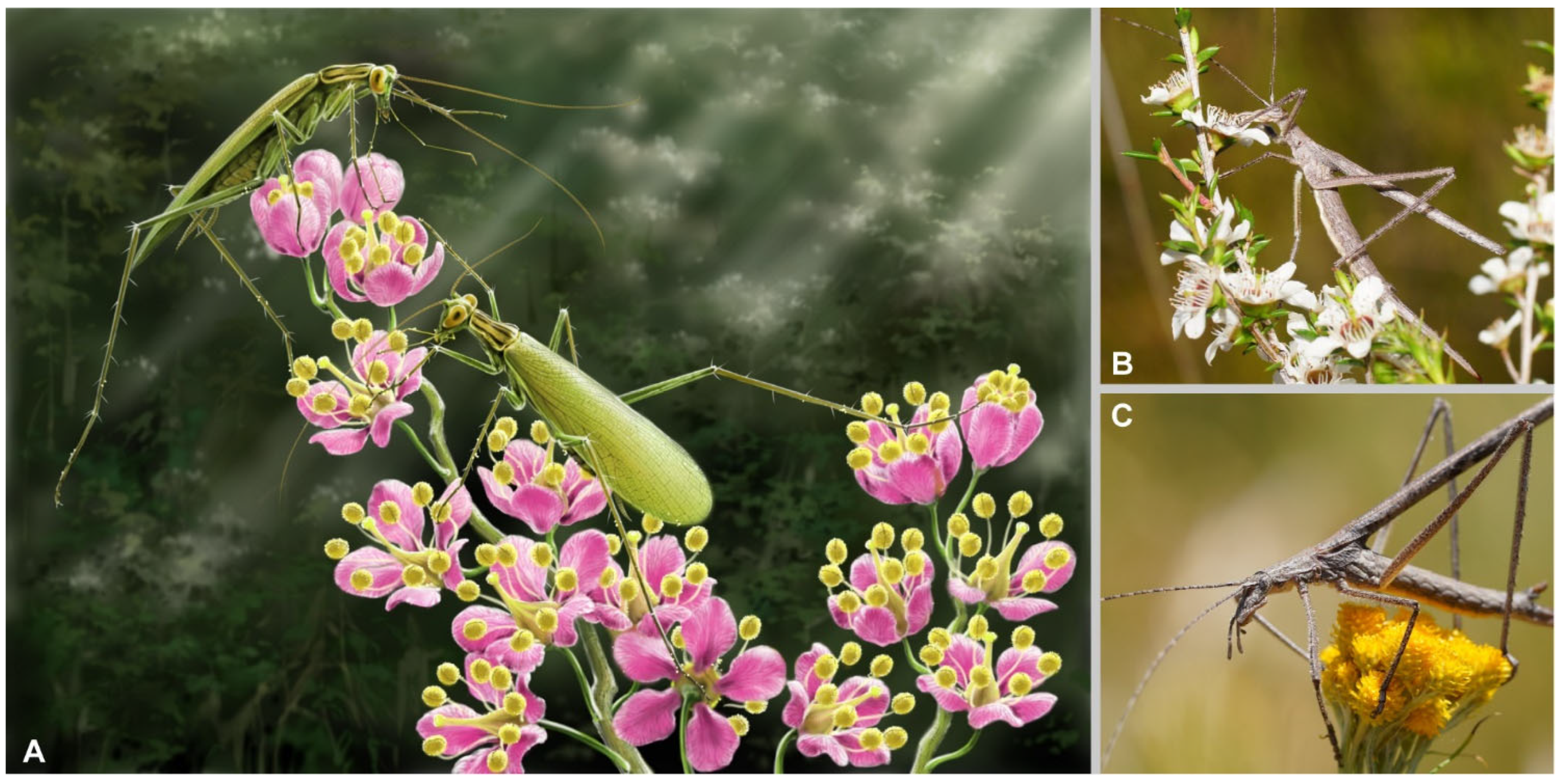 Insects 13 00732 g013