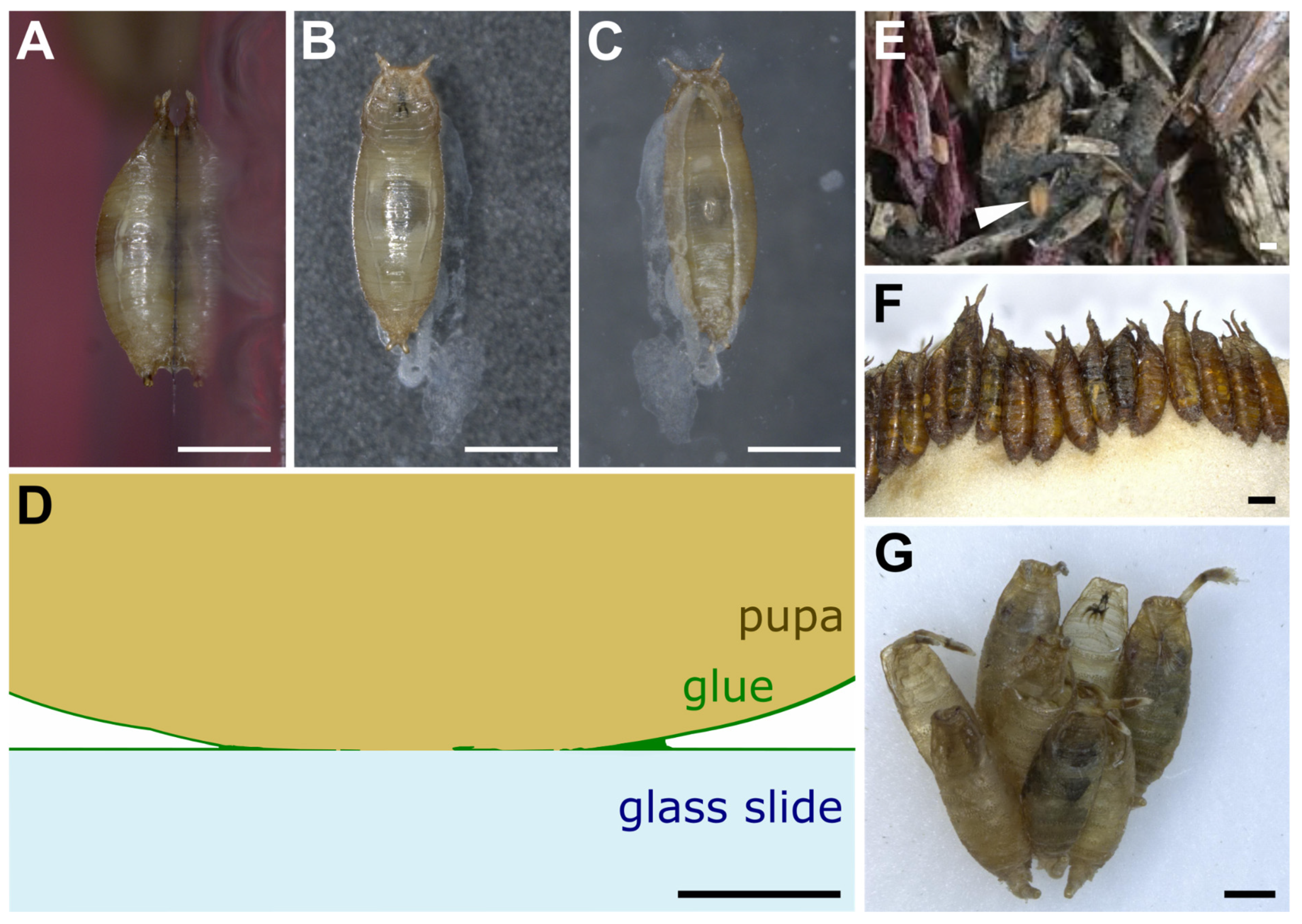 Insects 13 00734 g002