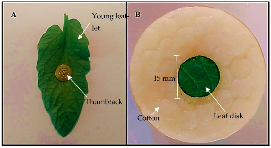 Insects 13 00738 g001
