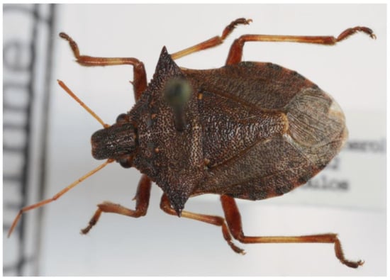 Insects 13 00749 g003