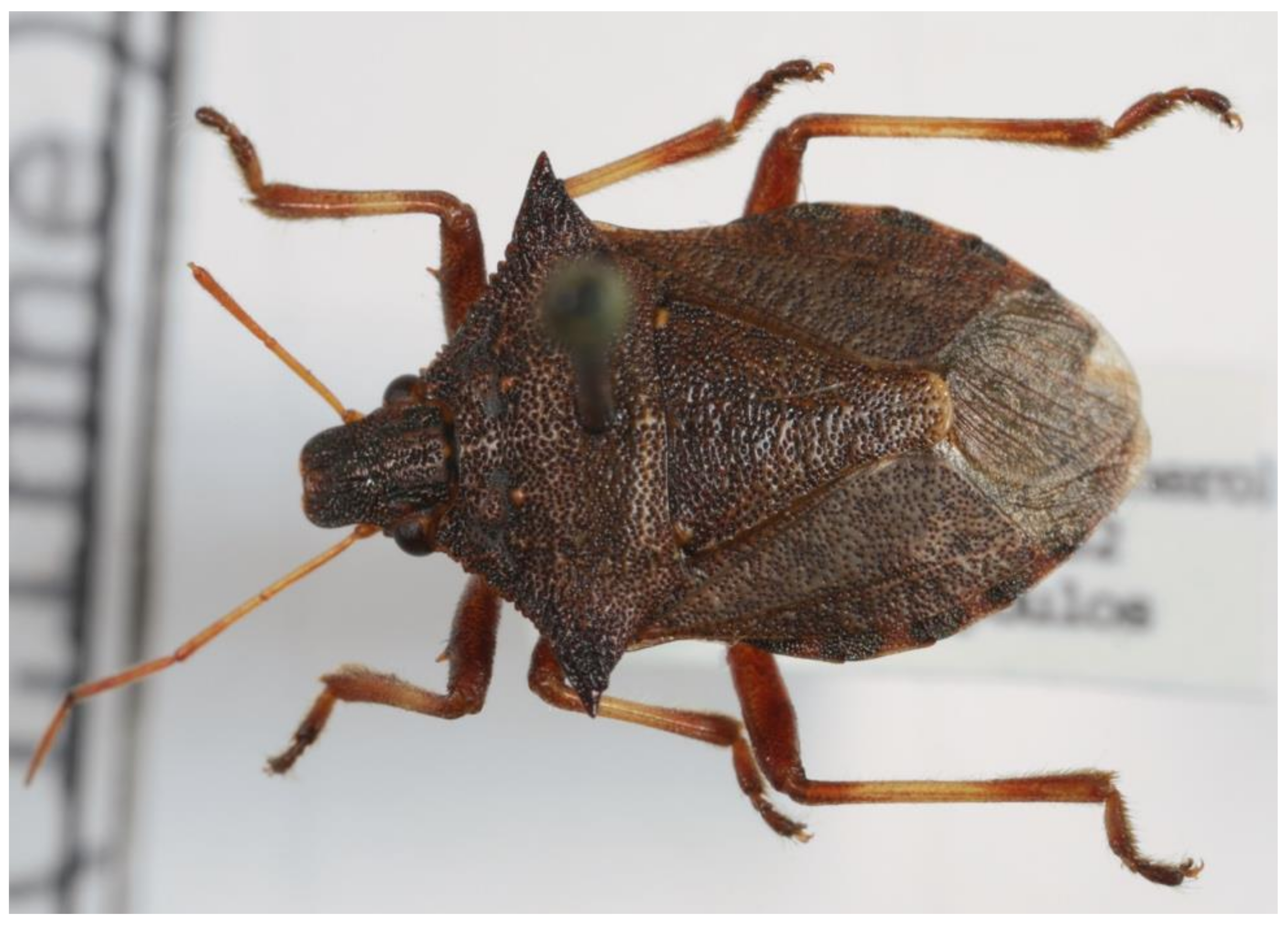 Insects 13 00749 g003