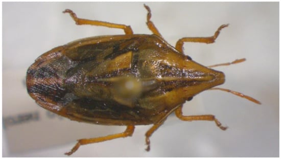 Insects 13 00749 g005