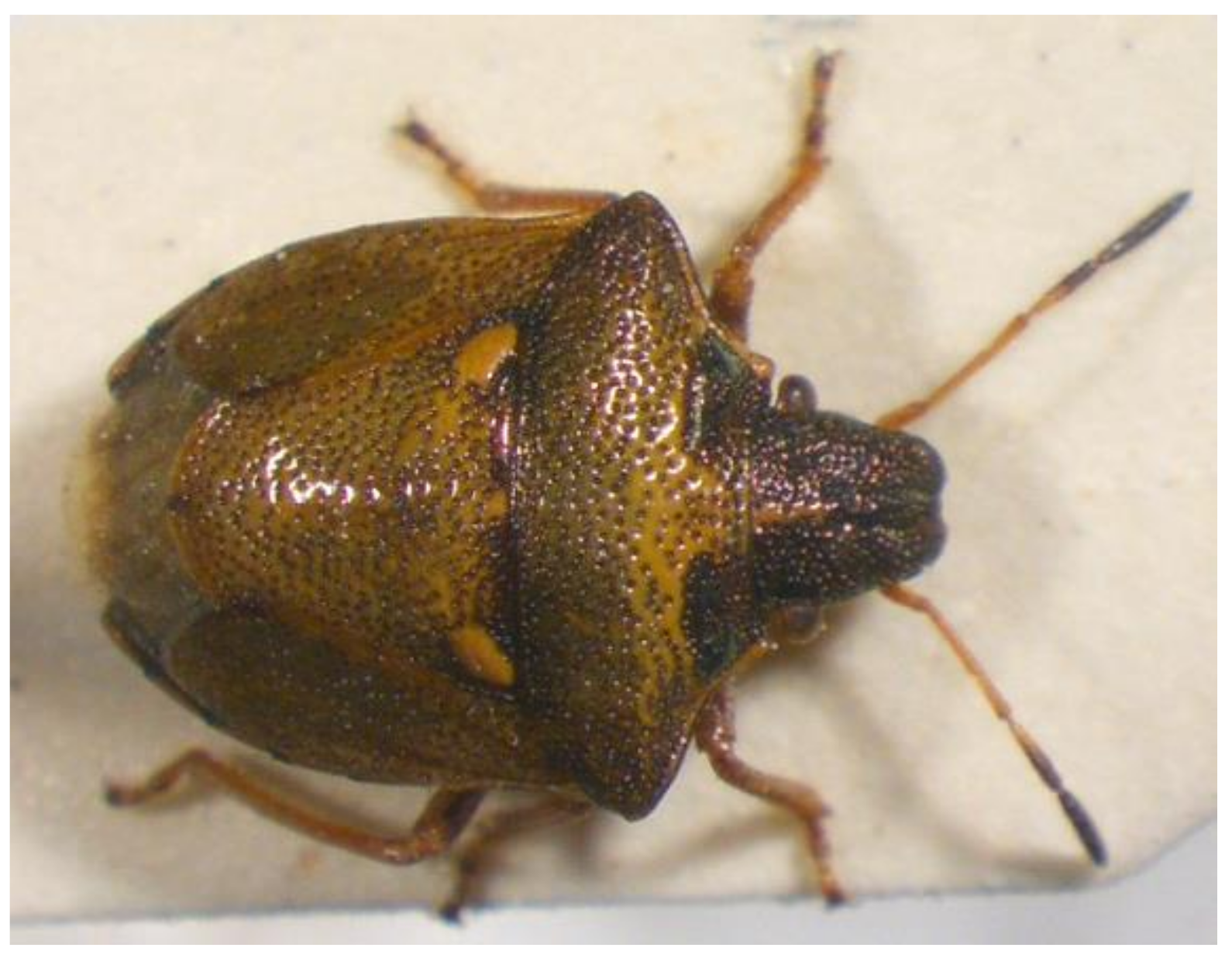 Insects 13 00749 g009