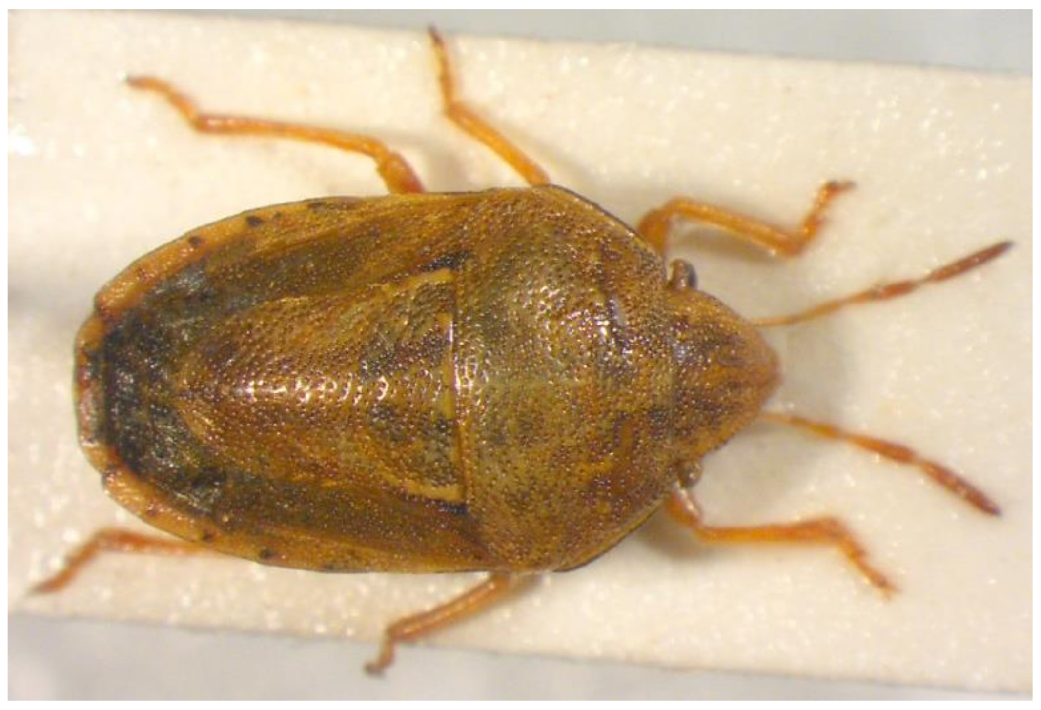 Insects 13 00749 g011