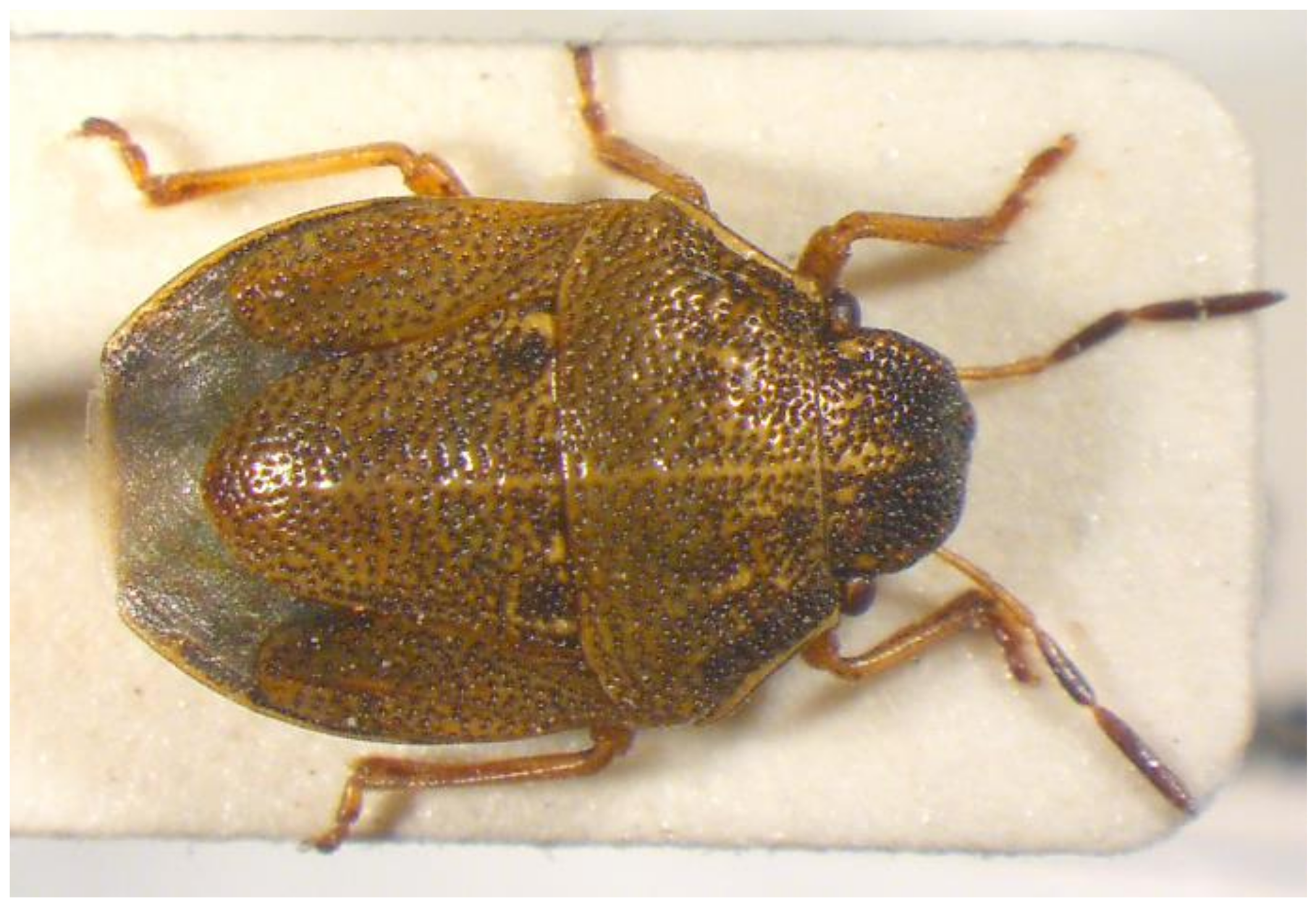 Insects 13 00749 g012