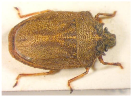 Insects 13 00749 g017