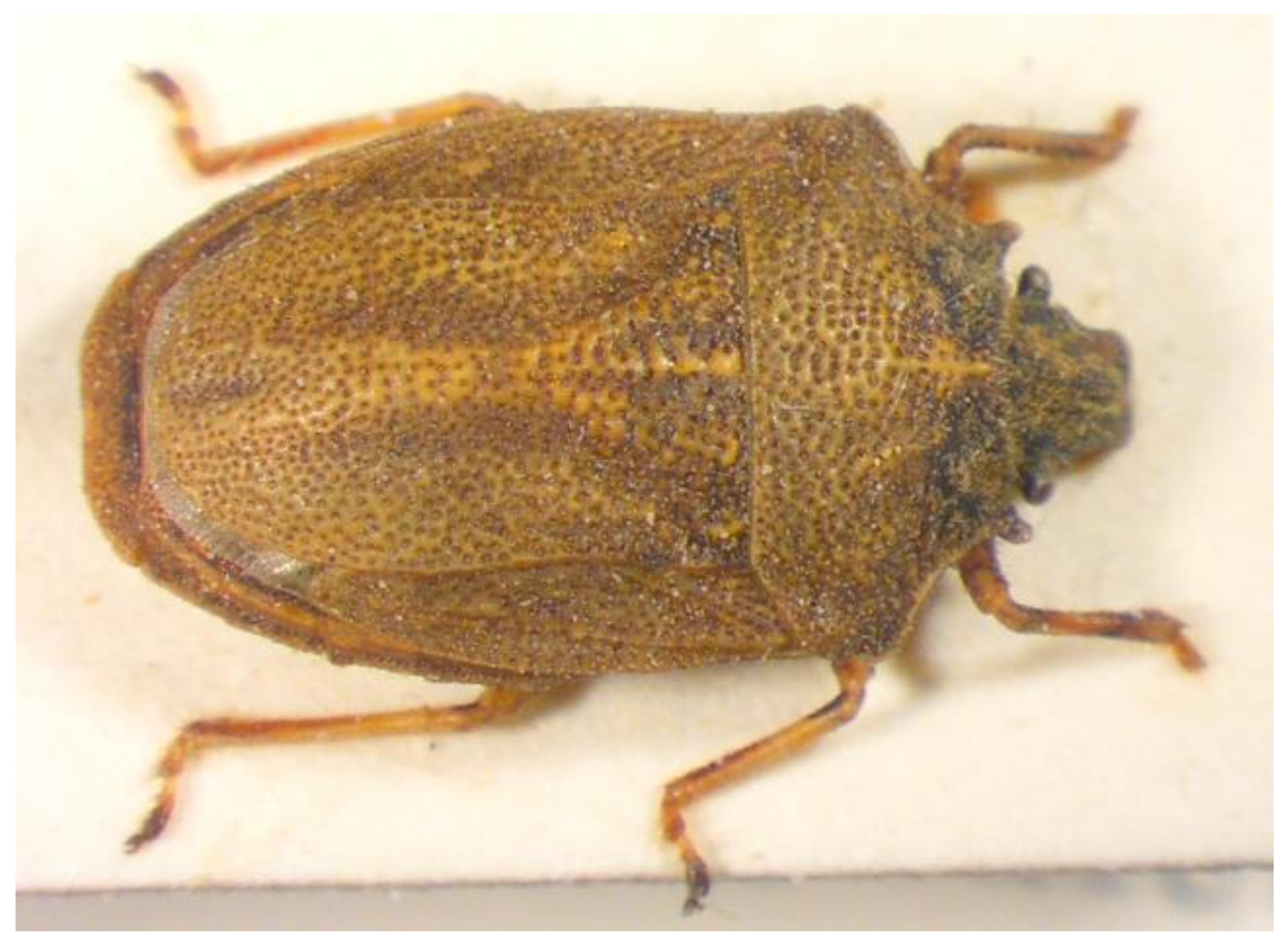 Insects 13 00749 g017