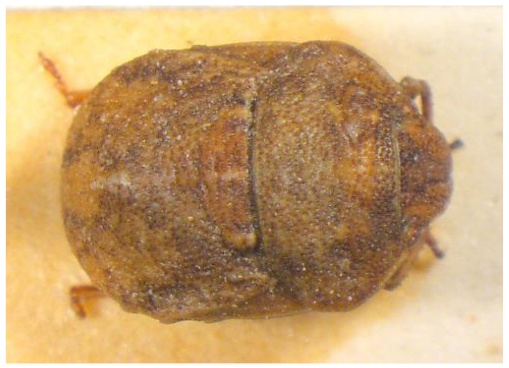 Insects 13 00749 g018