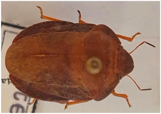 Insects 13 00749 g021