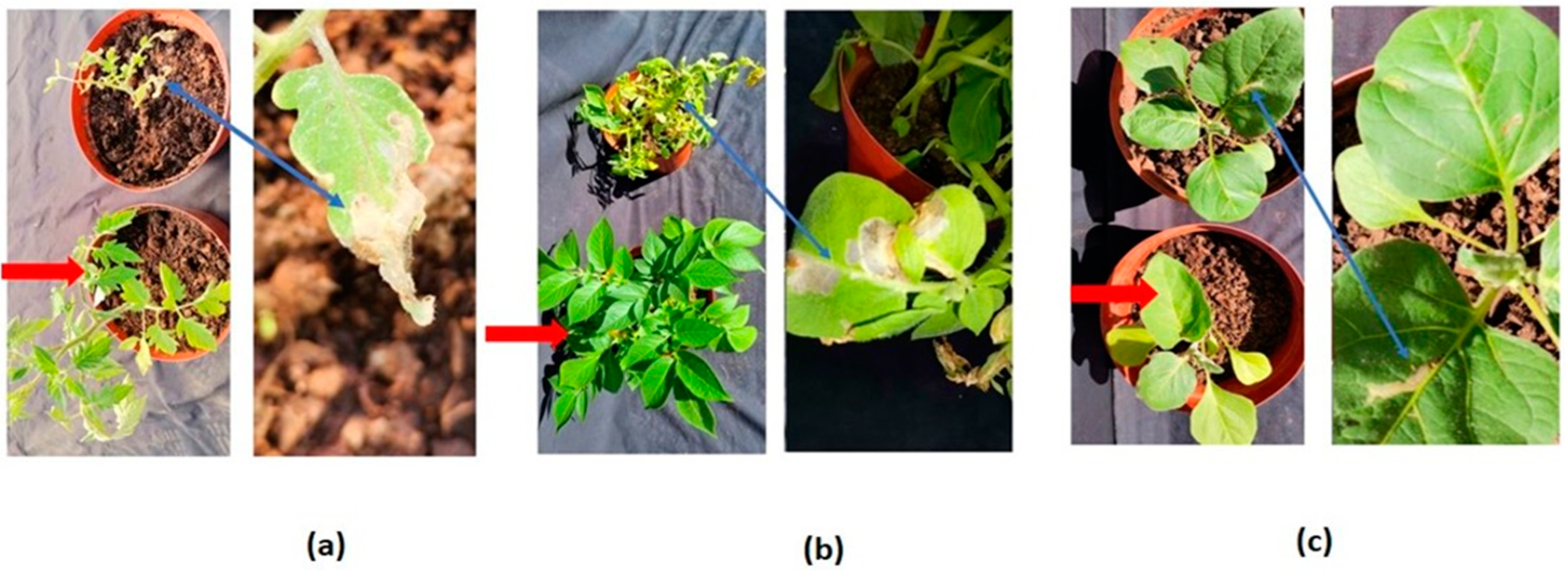 Insects 13 00754 g002