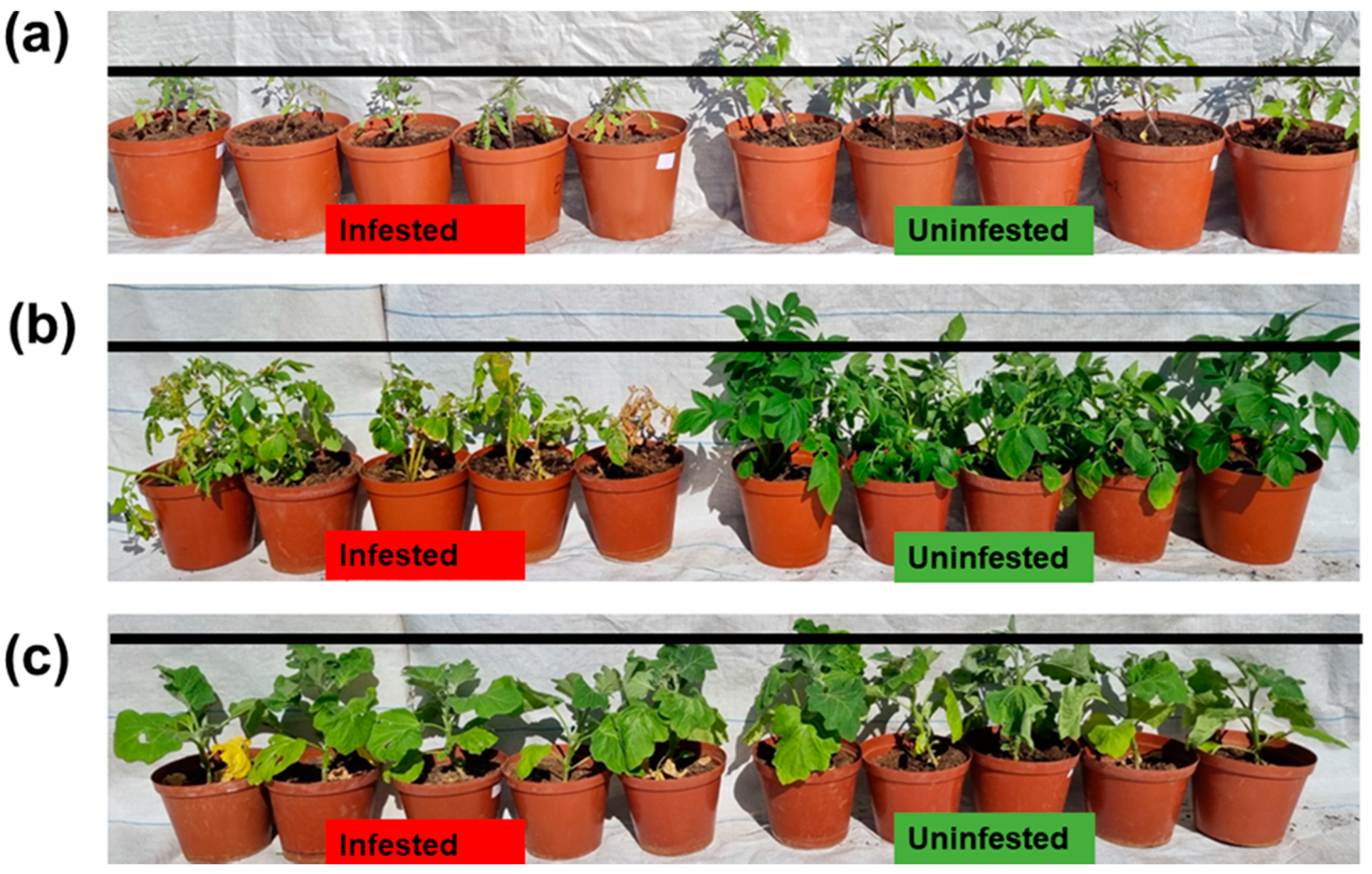 Insects 13 00754 g004