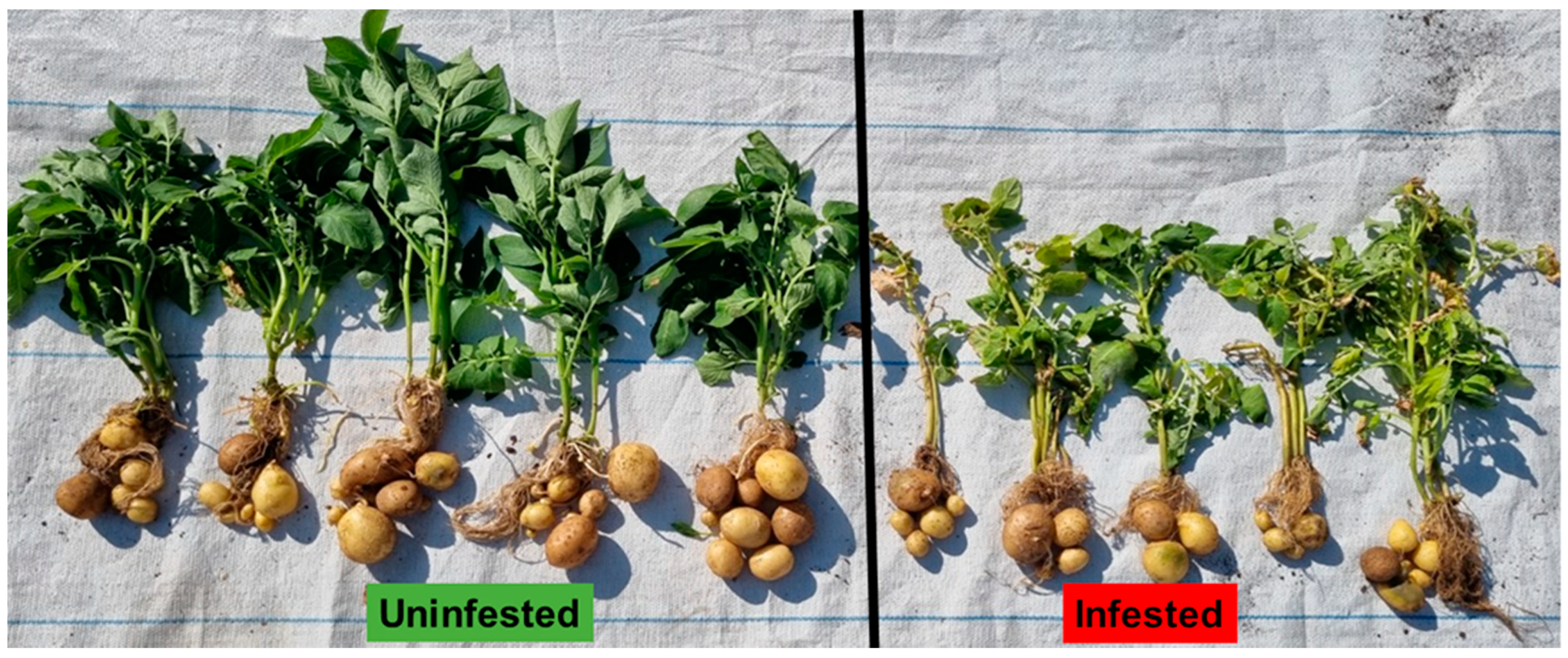 Insects 13 00754 g007