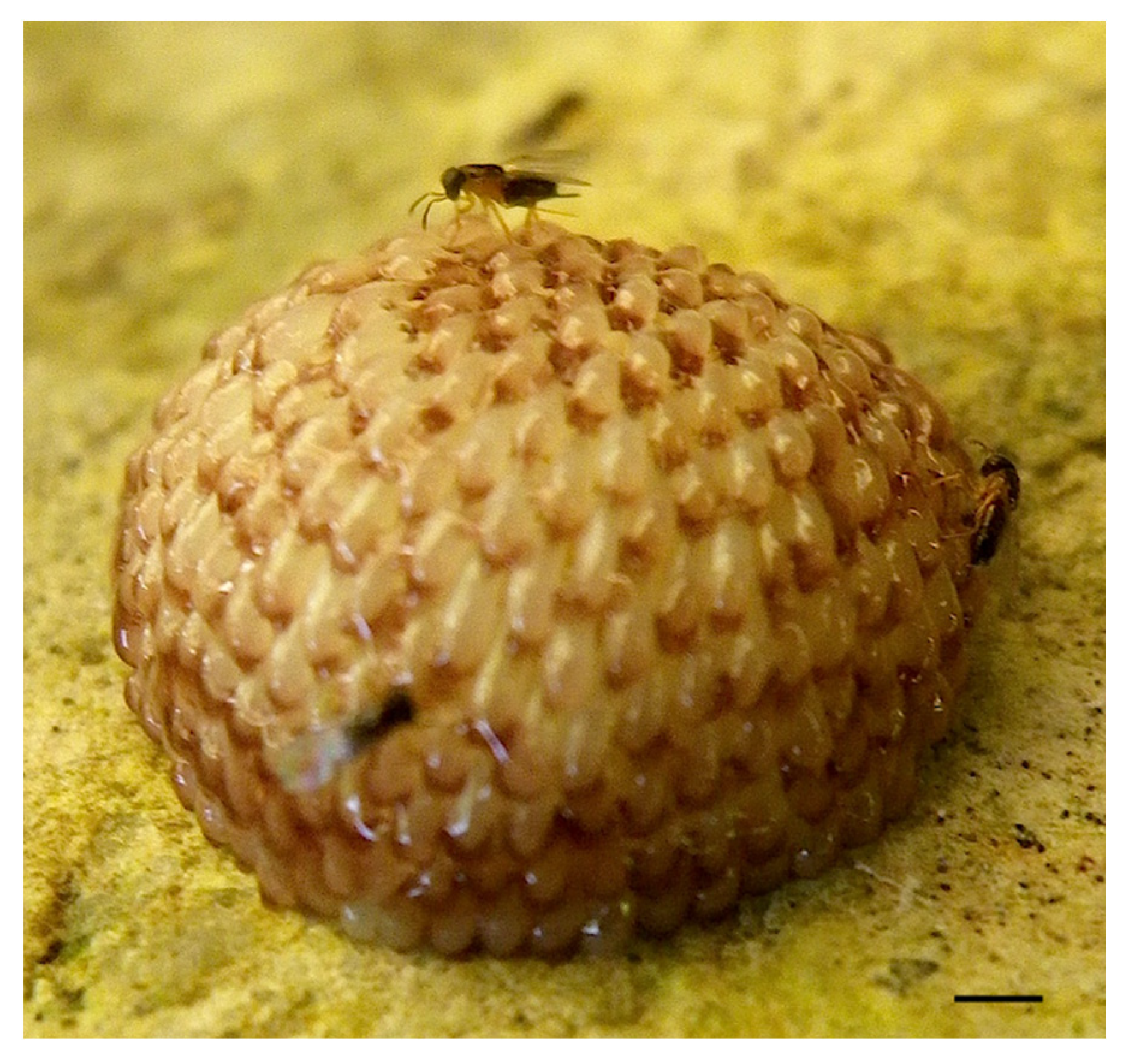 Insects 13 00766 g007