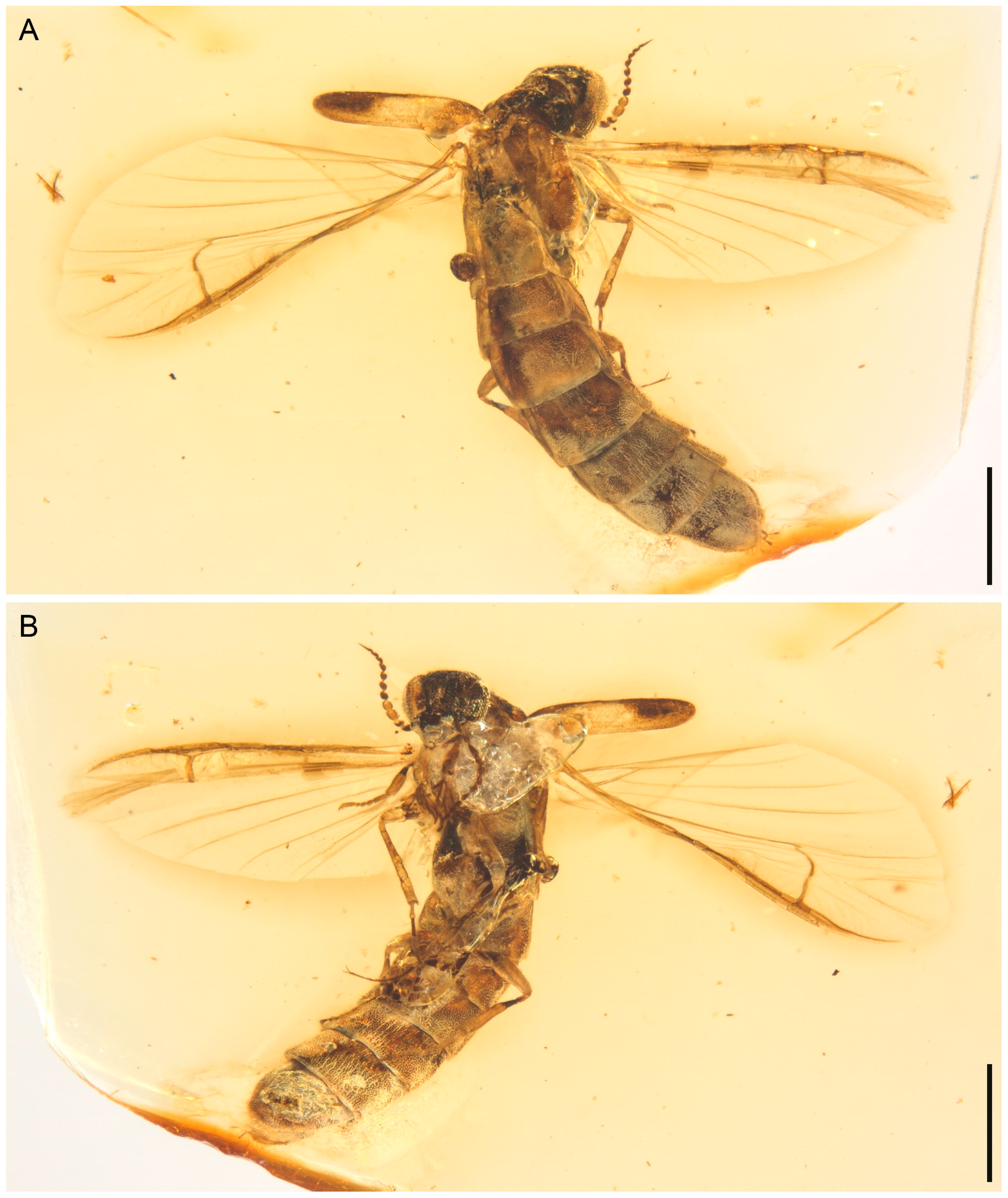 Insects 13 00768 g001