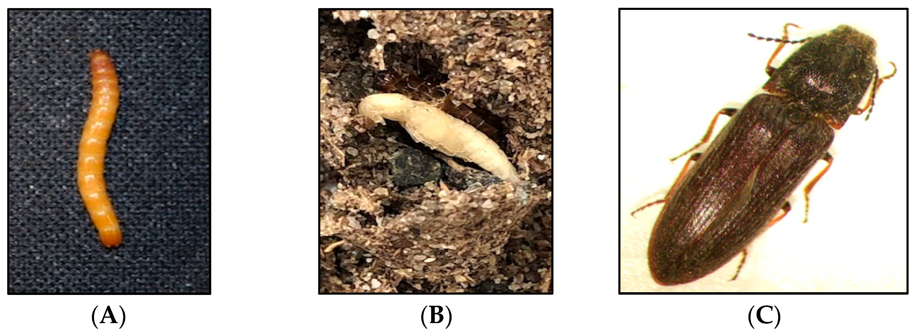 Insects 13 00769 g001