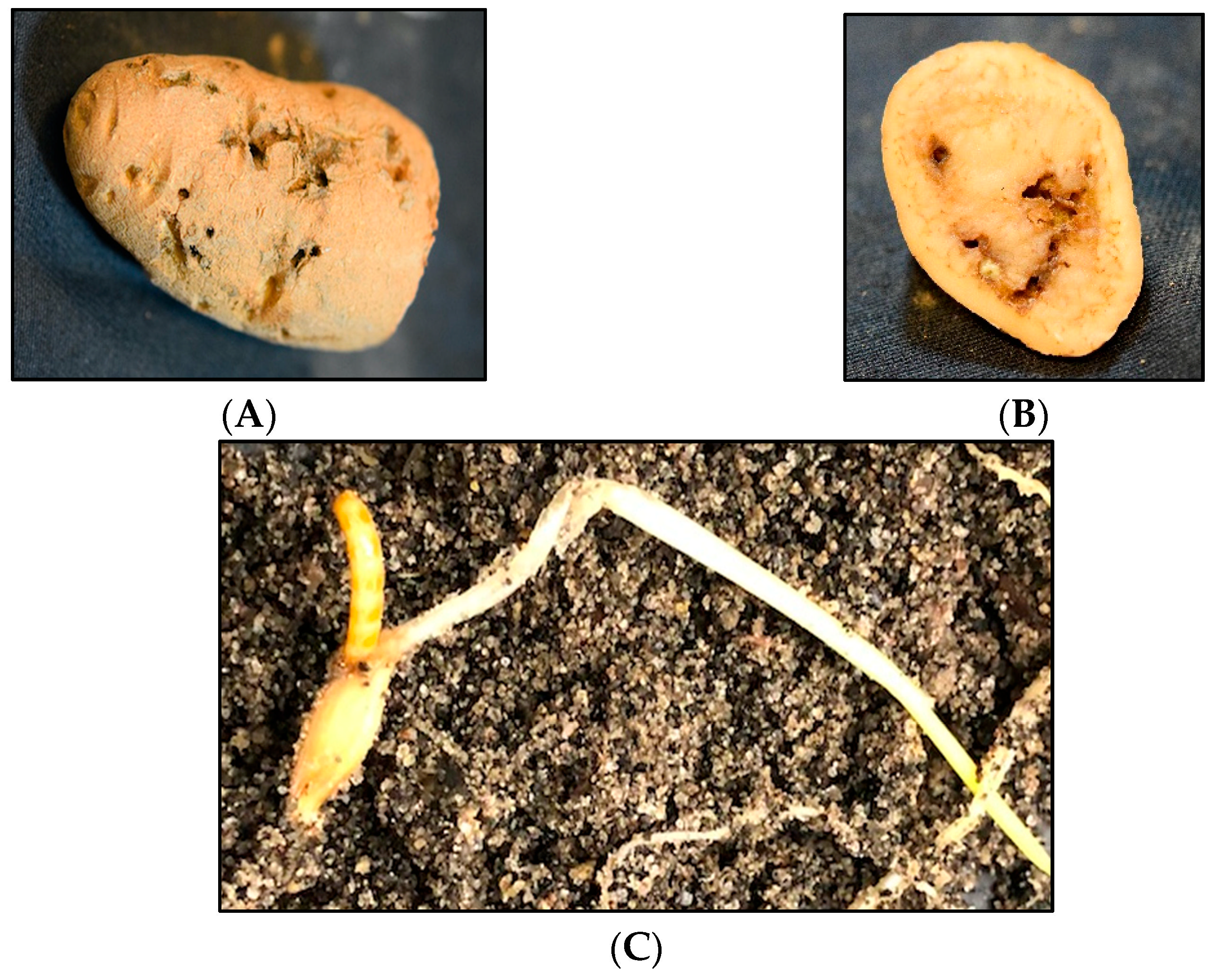 Insects 13 00769 g002