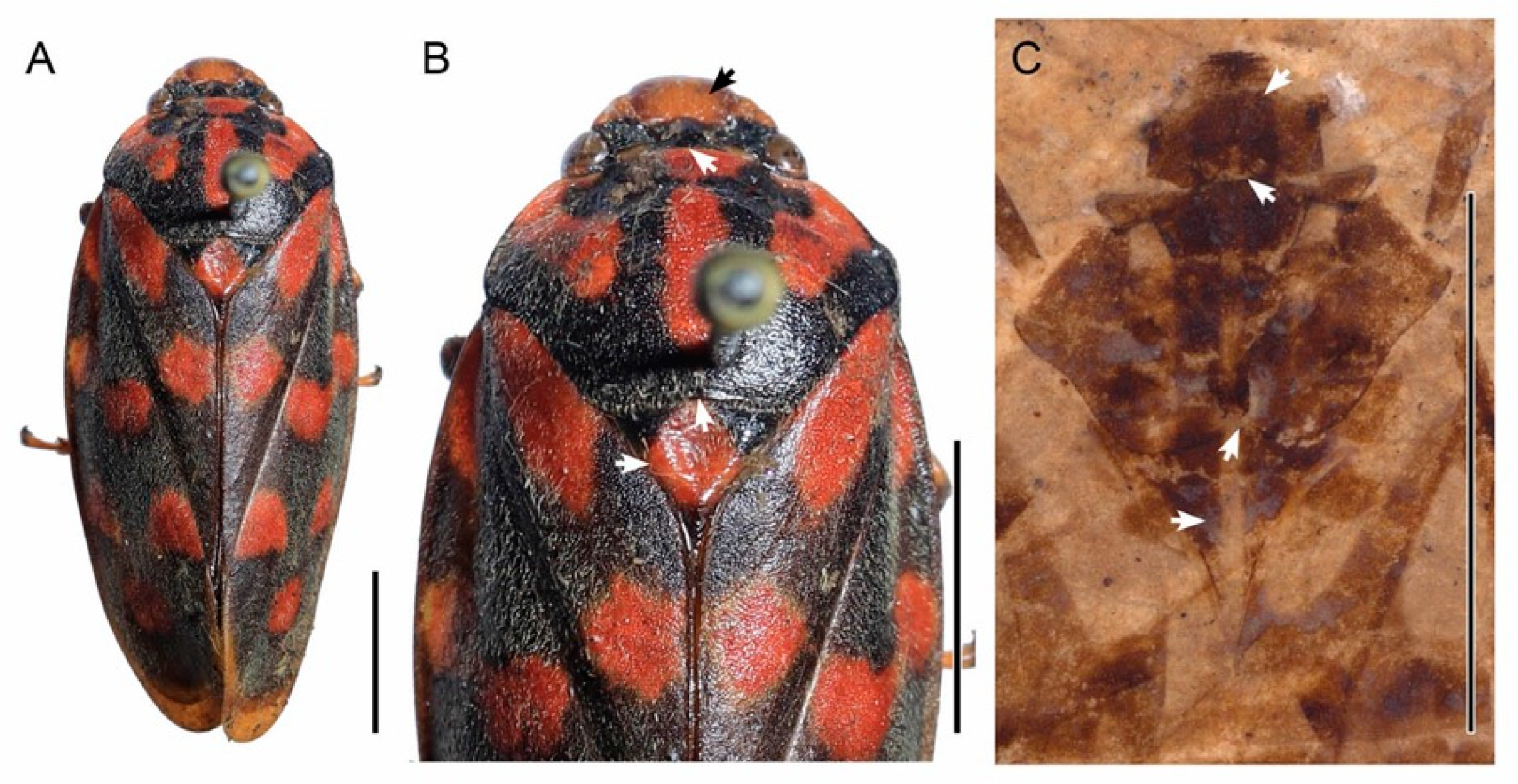 Insects 13 00770 g003