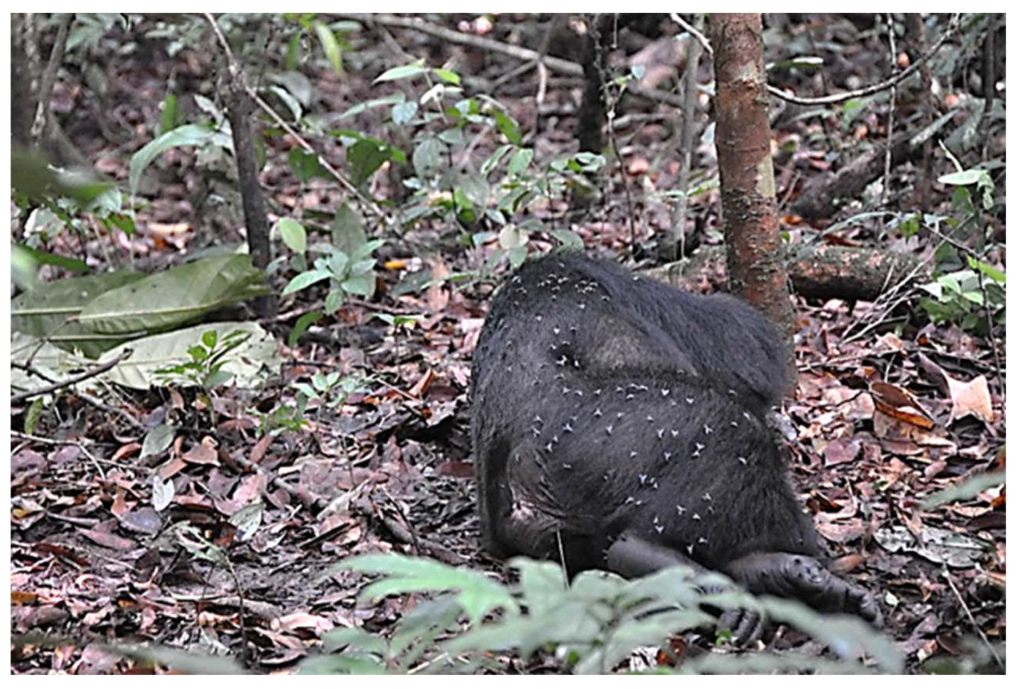 Insects 13 00776 g002