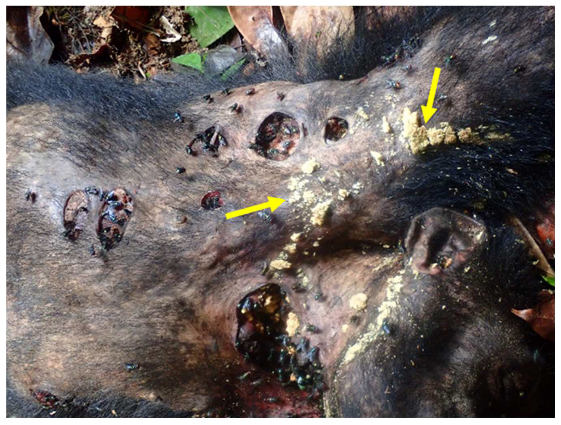 Insects 13 00776 g003