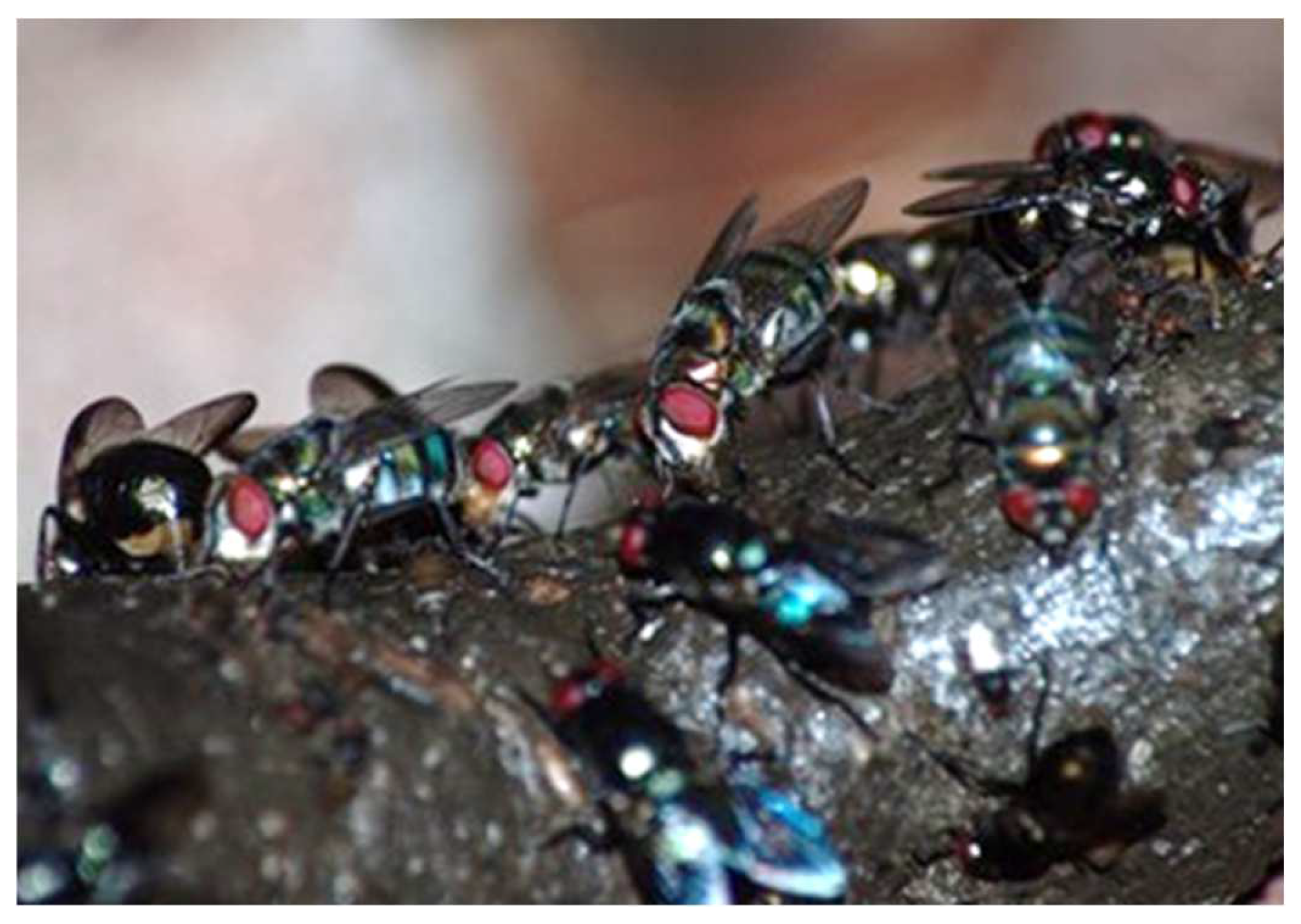 Insects 13 00776 g004