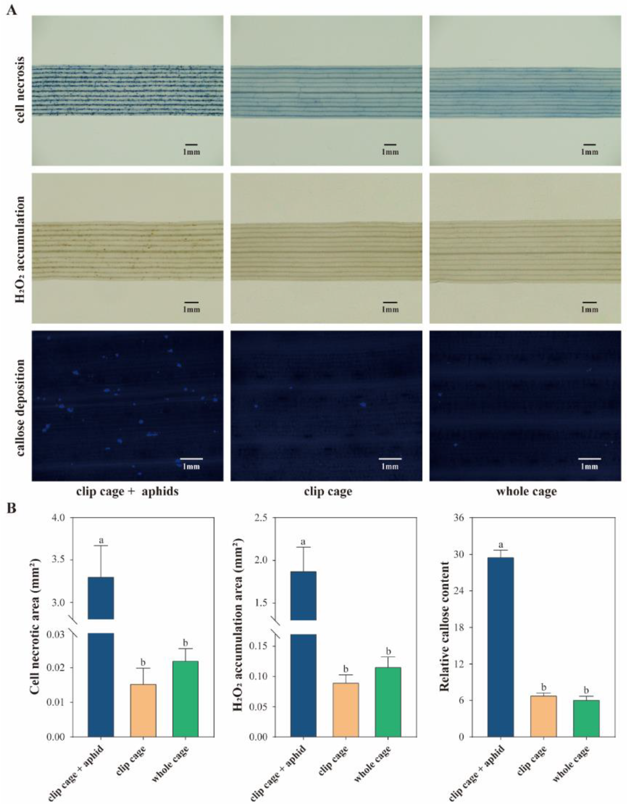 Insects 13 00777 g006