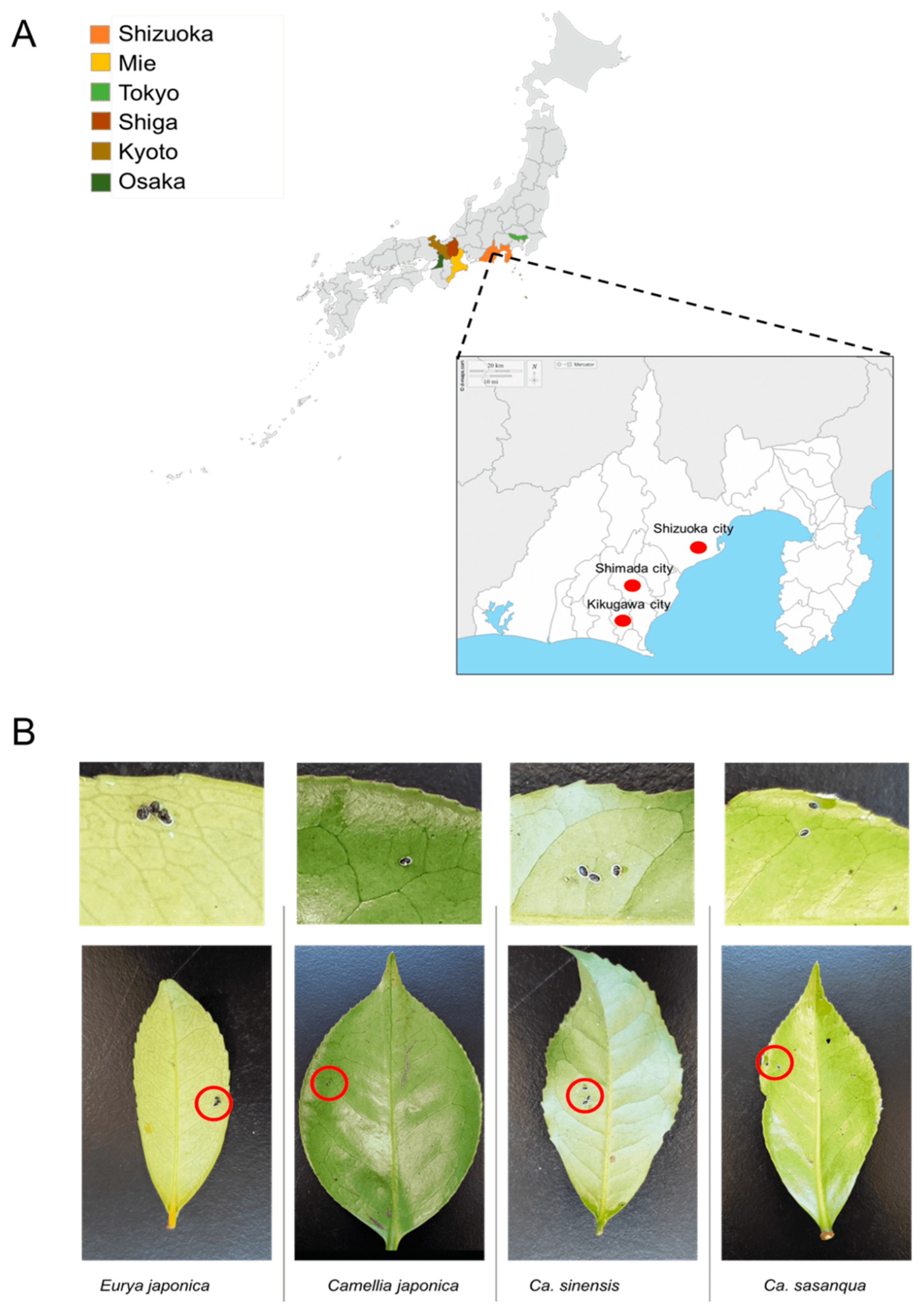 Insects 13 00788 g001 Insects 13 00788 g001