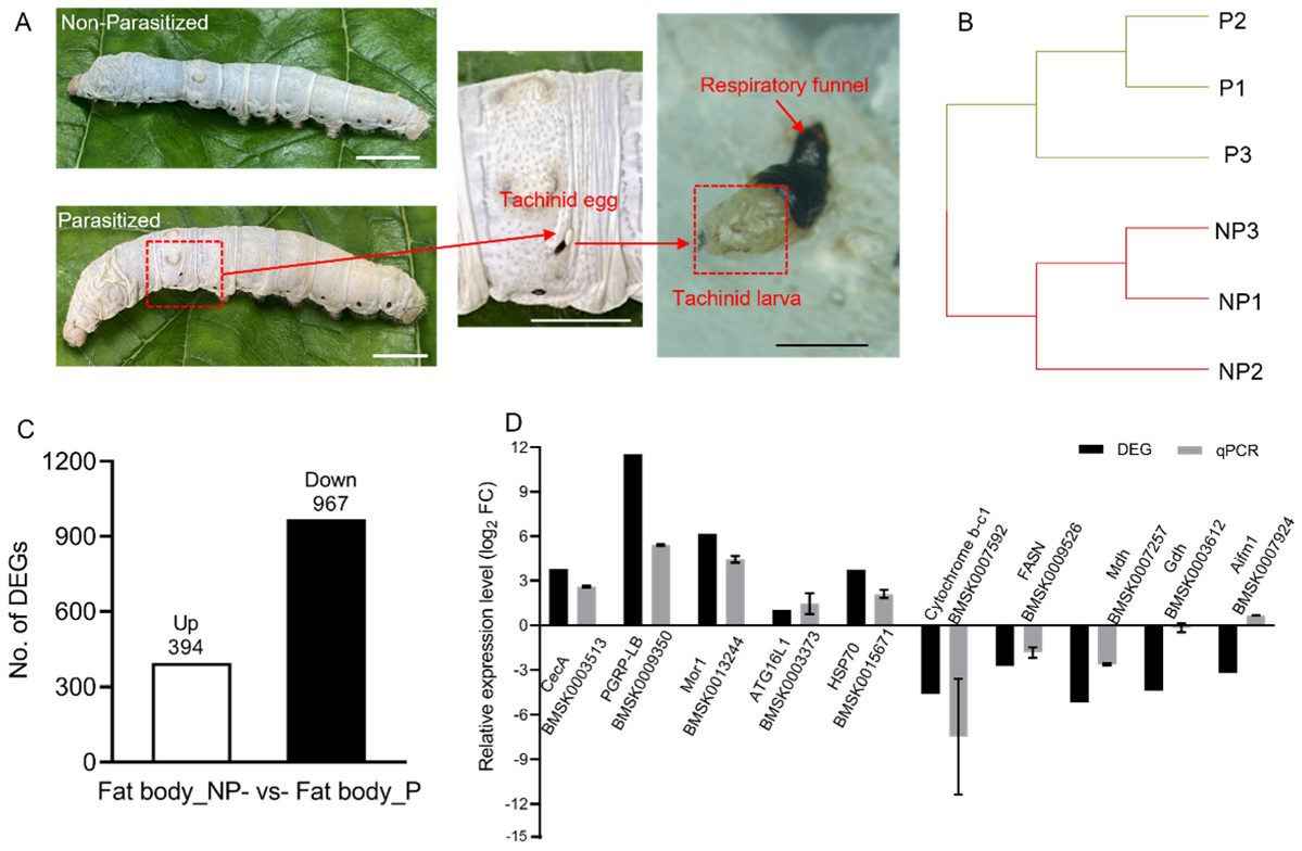 Insects 13 00792 g001