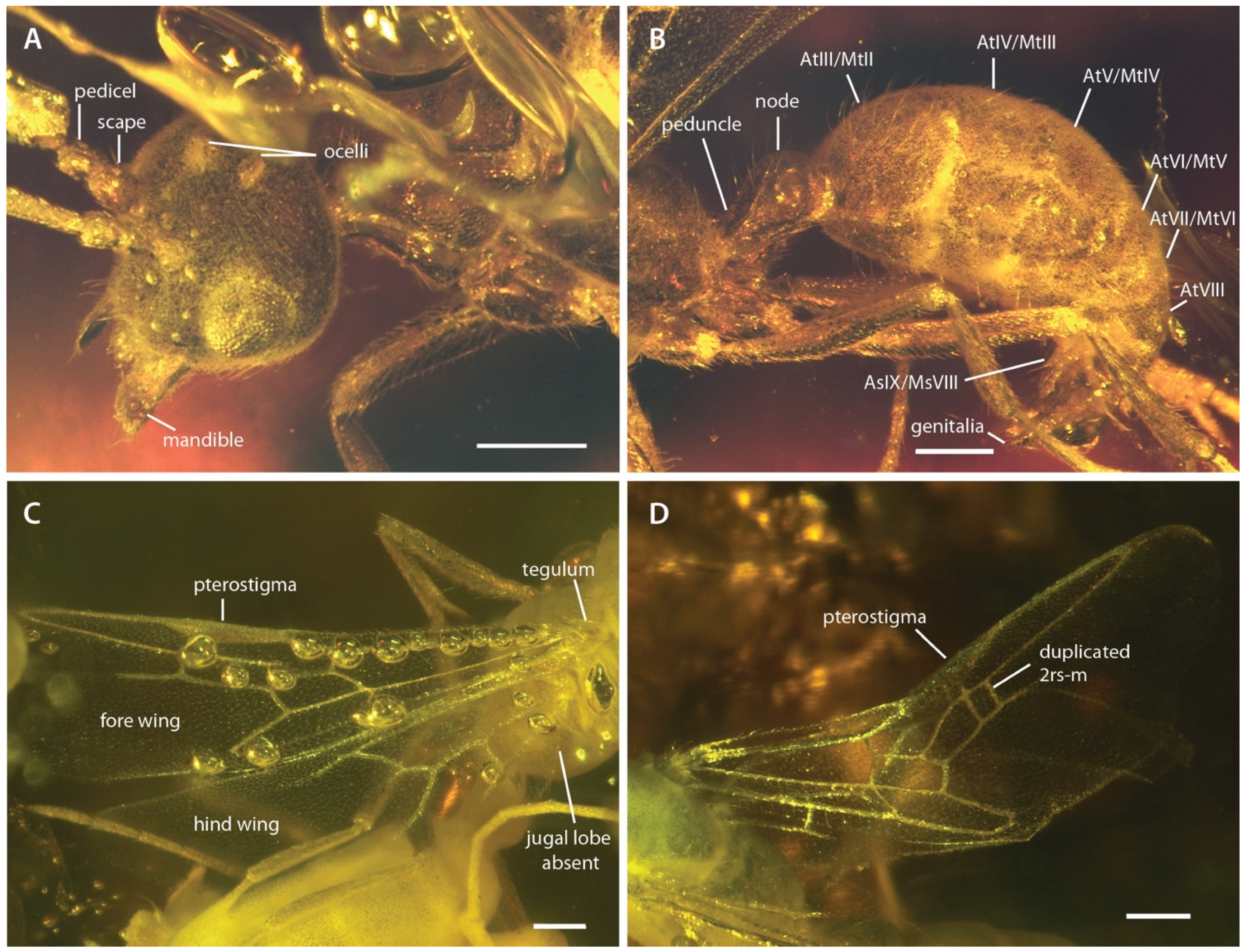 Insects 13 00796 g002
