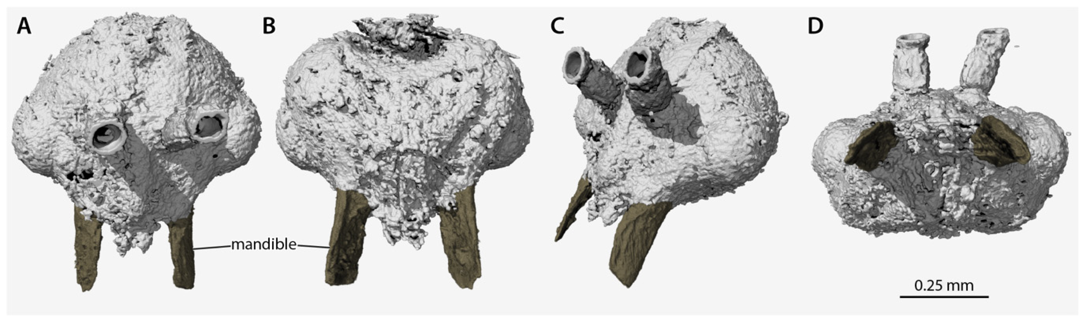 Insects 13 00796 g004